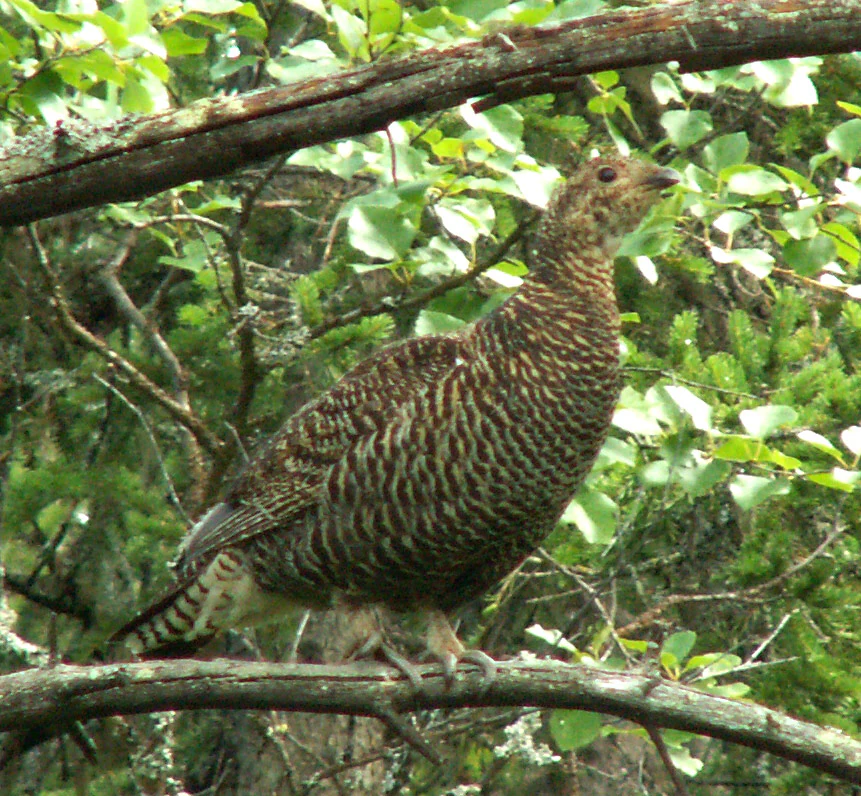 A brown, patterned bird with a speckled appearance perched on a tree branch amidst green foliage.