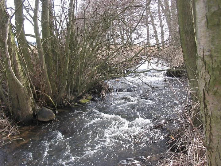 A small, fast-flowing stream surrounded by bare-branched trees and shrubs in early spring.
