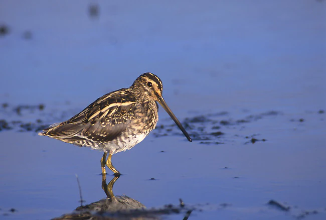 A common snipe with mottled brown and cream plumage and a long, straight bill standing in shallow, reflective water.