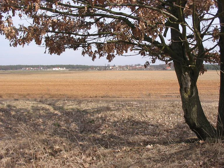 A wide view of open, flat, brownish fields in the Belziger Landschaftswiesen nature reserve with a large, leafless oak tree in the foreground and a distant line of buildings on the horizon.