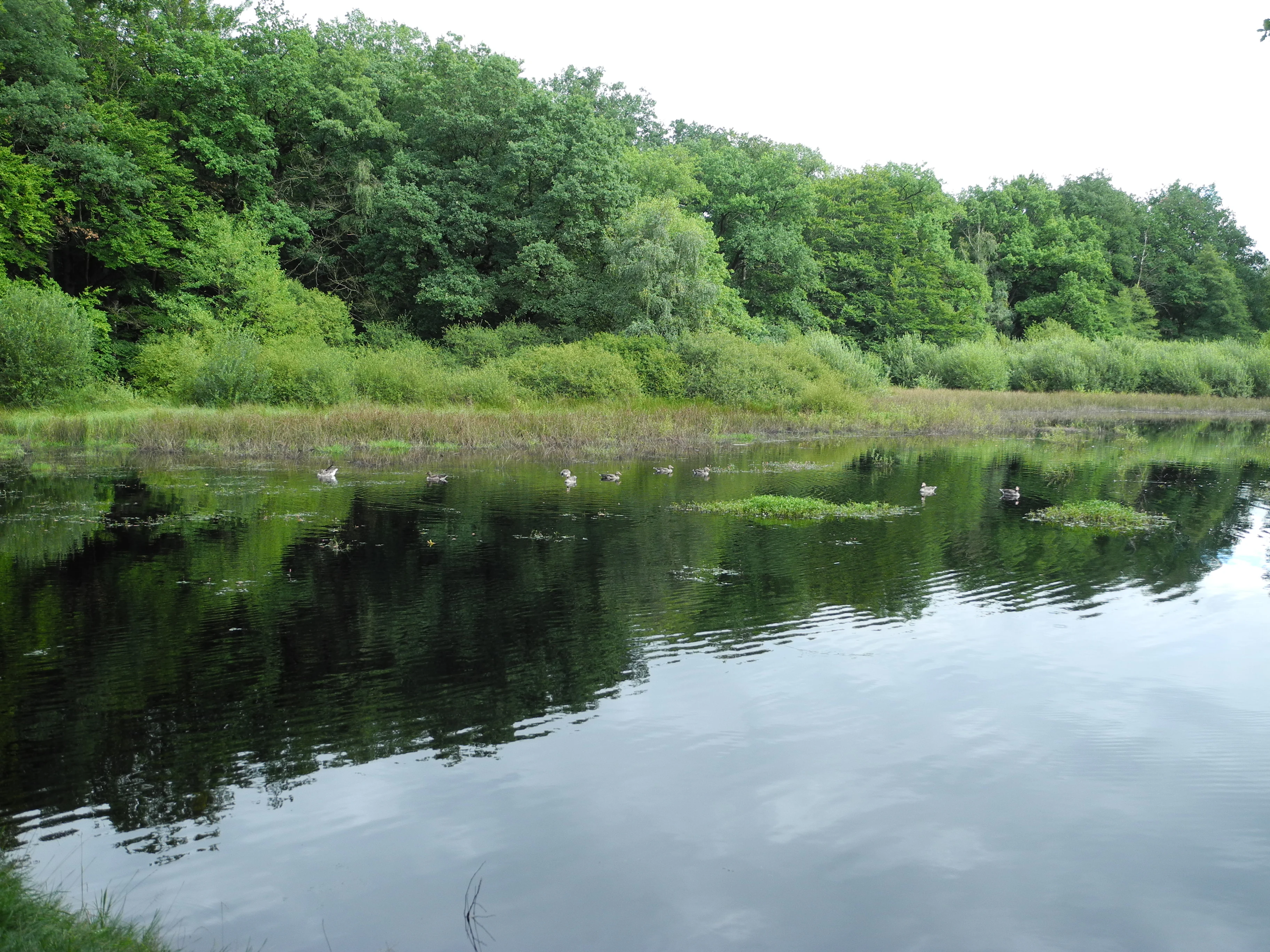 A calm, dark-surfaced pond surrounded by lush green deciduous forest and marshy vegetation, reflecting the sky and trees.