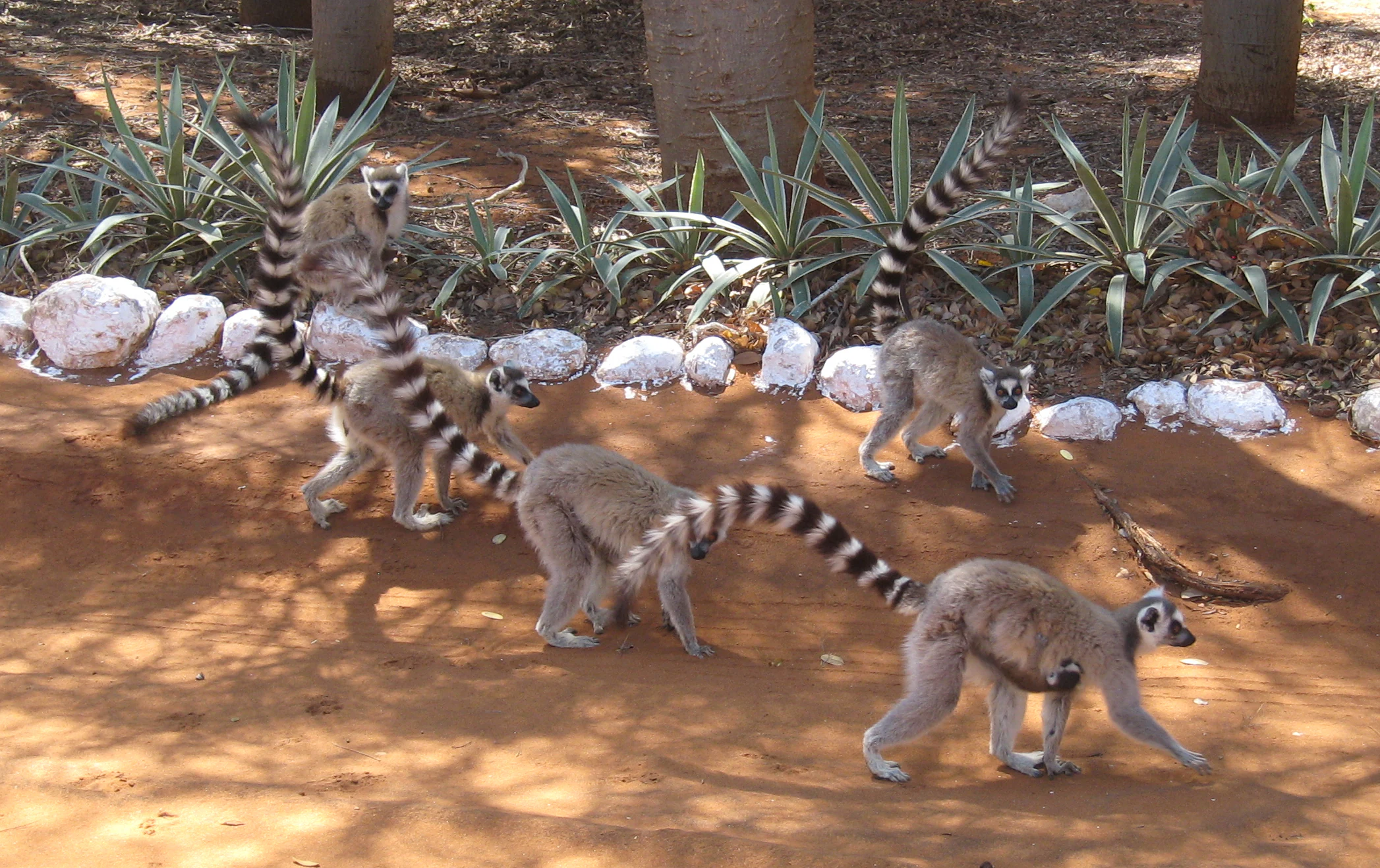 A group of ring-tailed lemurs with long black and white striped tails walking across a dirt path in a wooded area, with white rocks bordering the path.