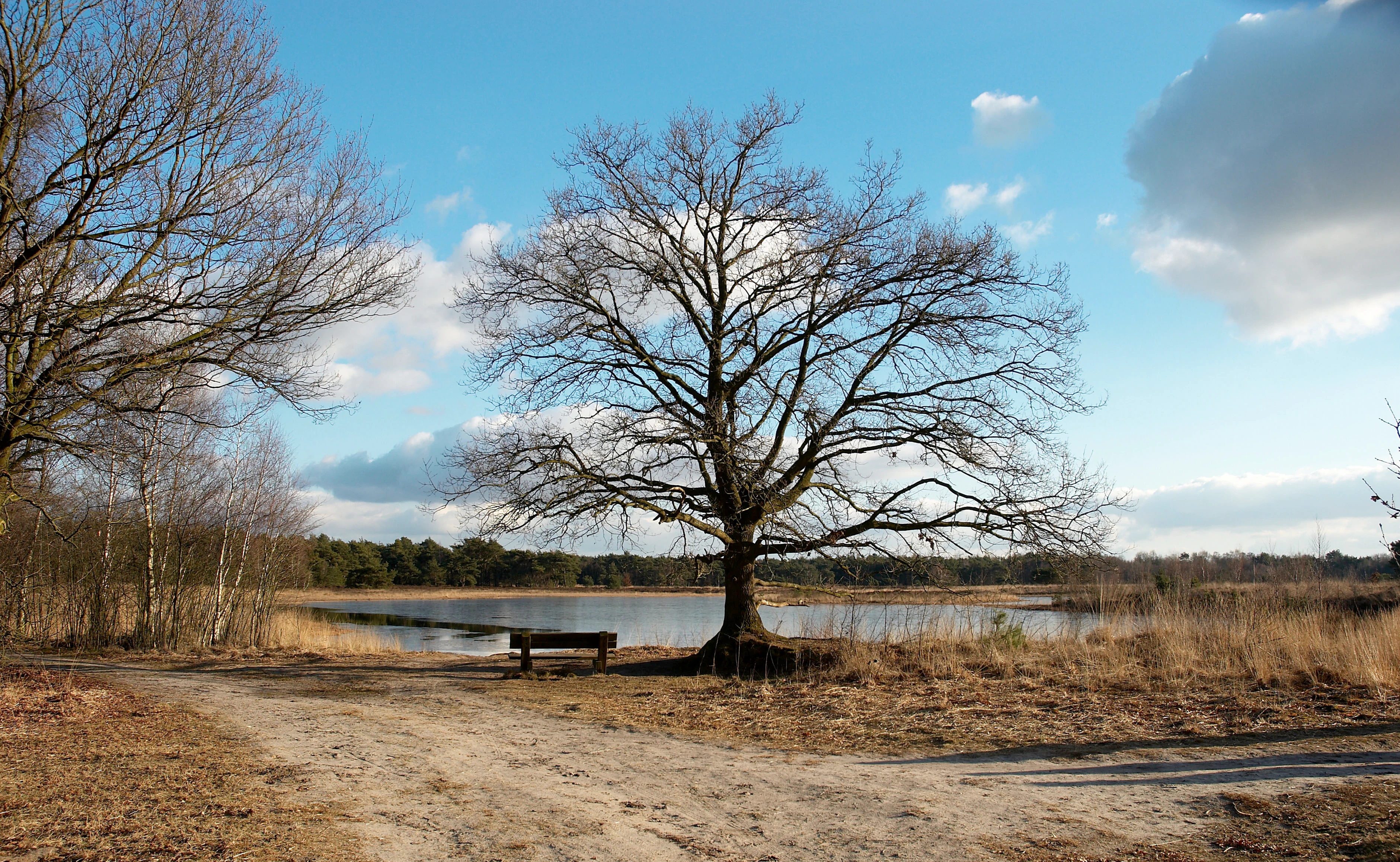 A wide shot of a bare deciduous tree centered in a landscape of sandy ground and a small lake, with a wooden bench underneath the tree.