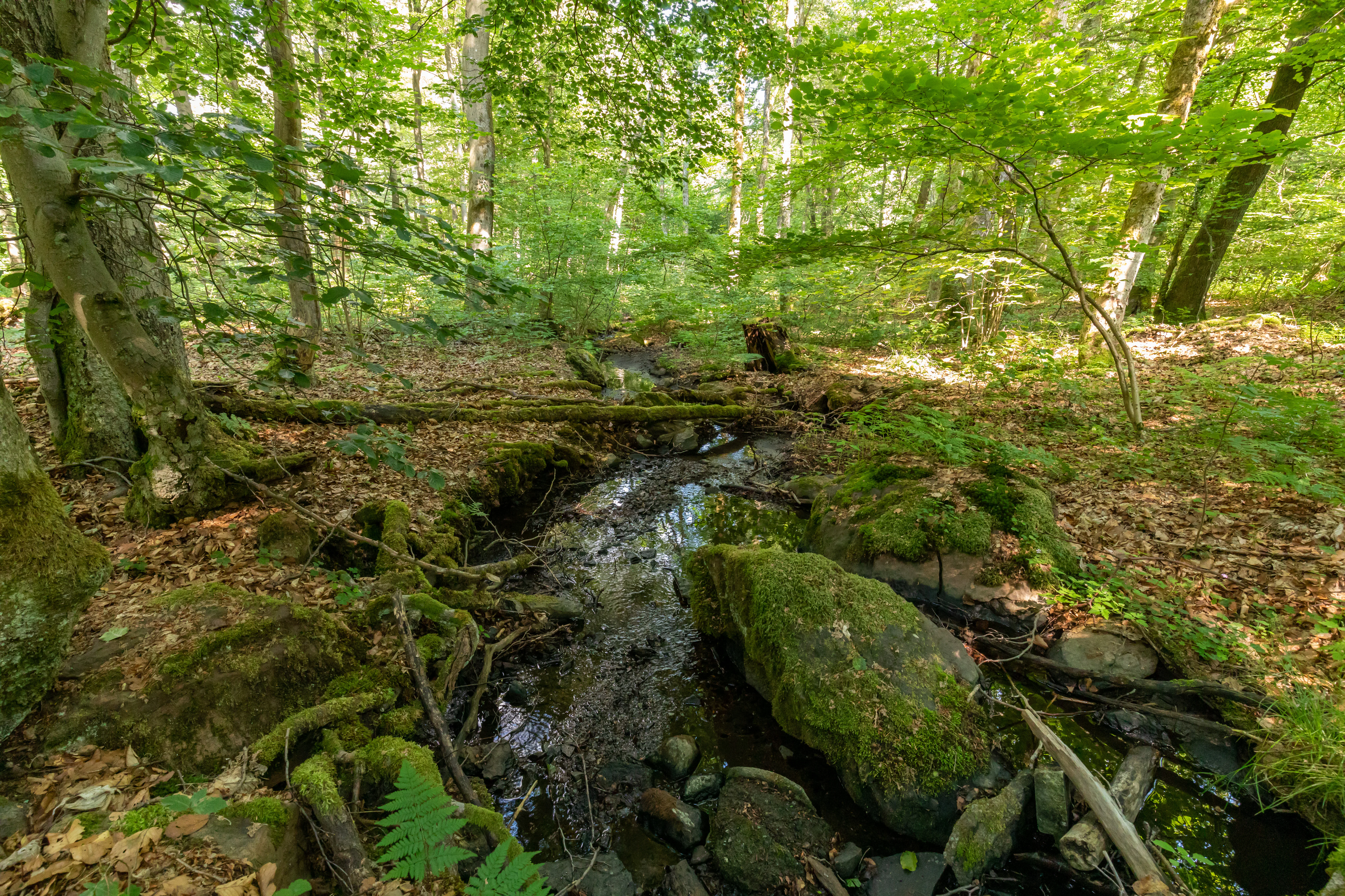 A narrow forest stream flows over mossy rocks through a lush, green deciduous forest.