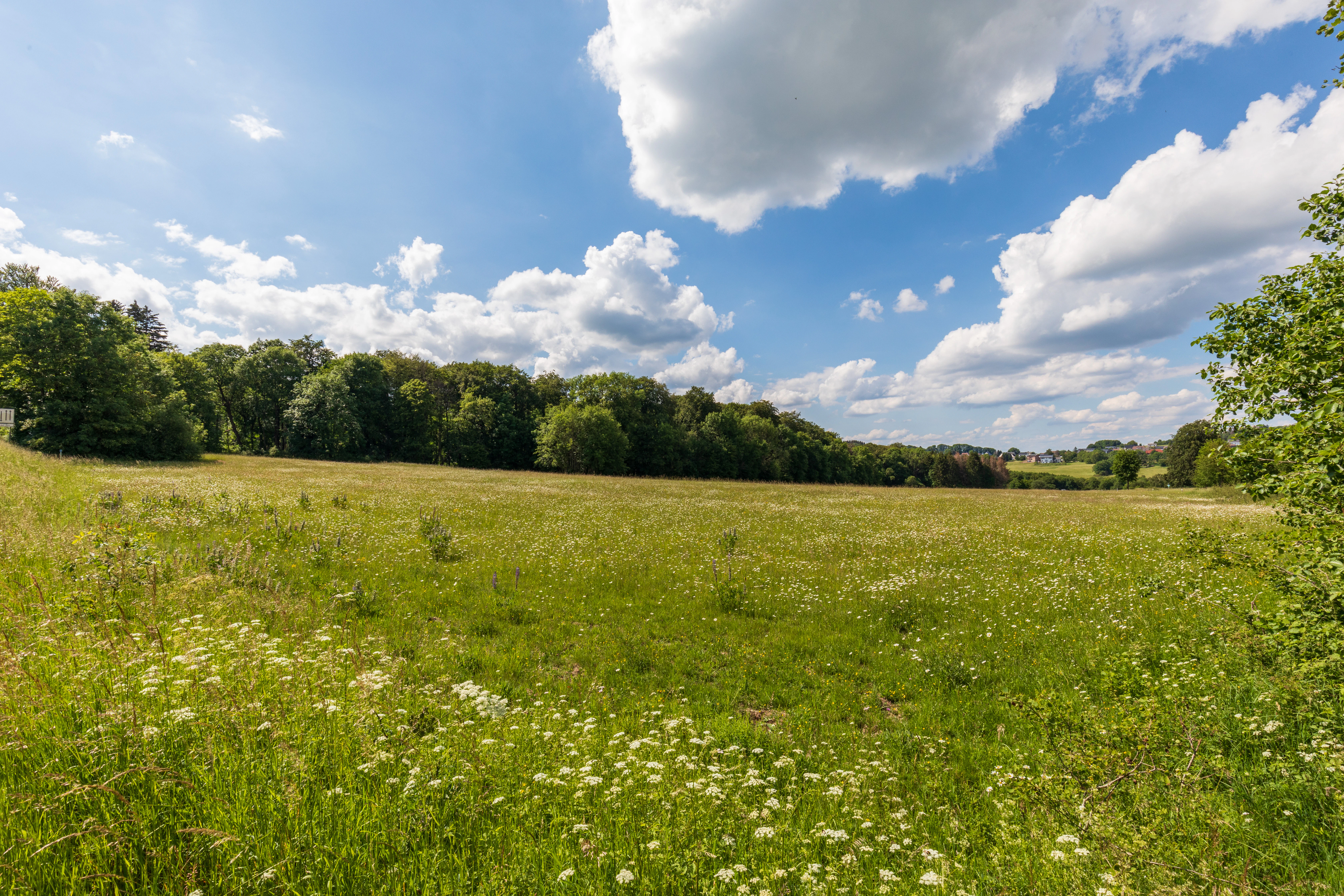An expansive green meadow filled with wildflowers under a blue sky with white clouds, bordered by a dense line of trees in the background.
