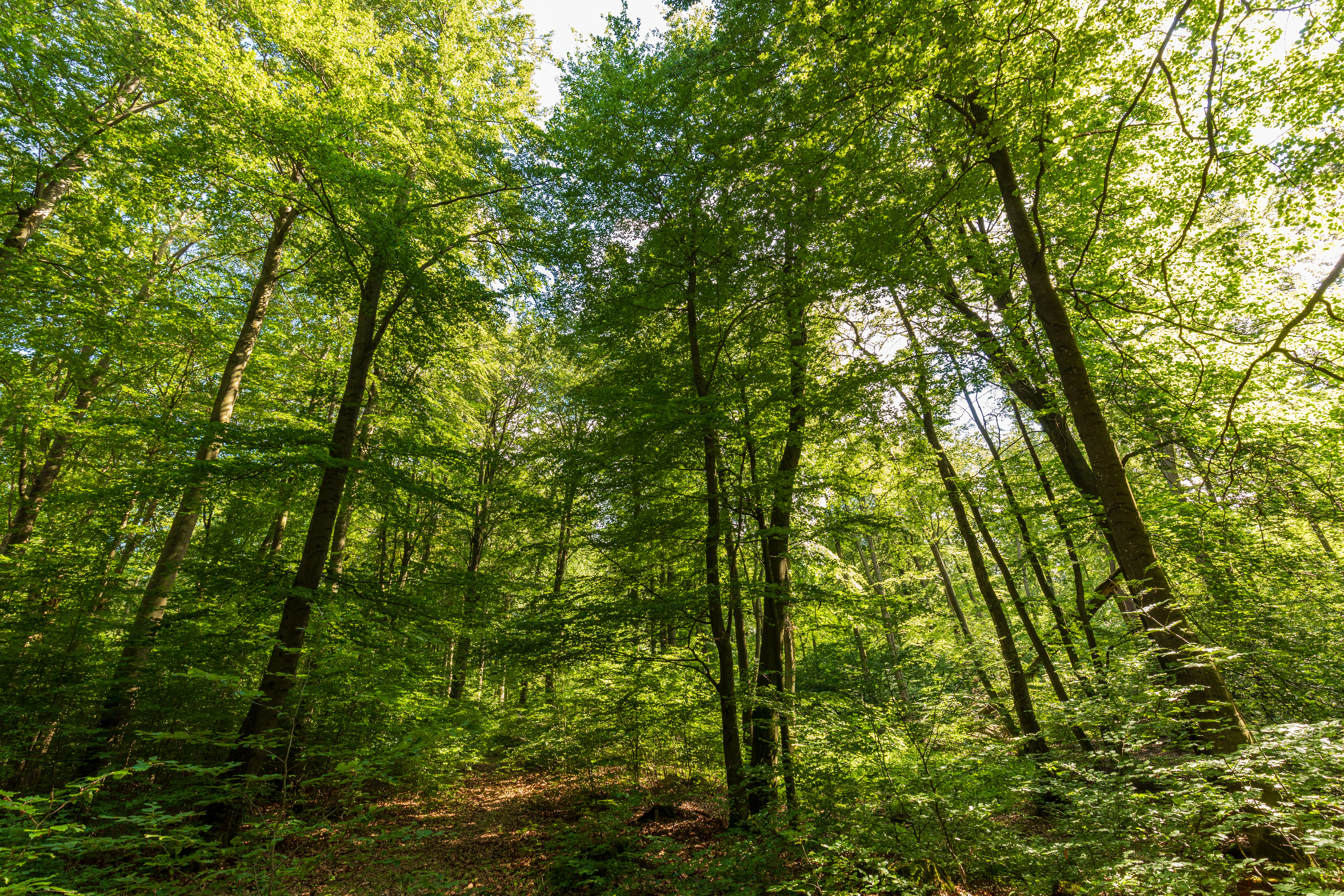 A bright, sunlit deciduous forest with dense green foliage and tall, straight tree trunks rising from the forest floor.