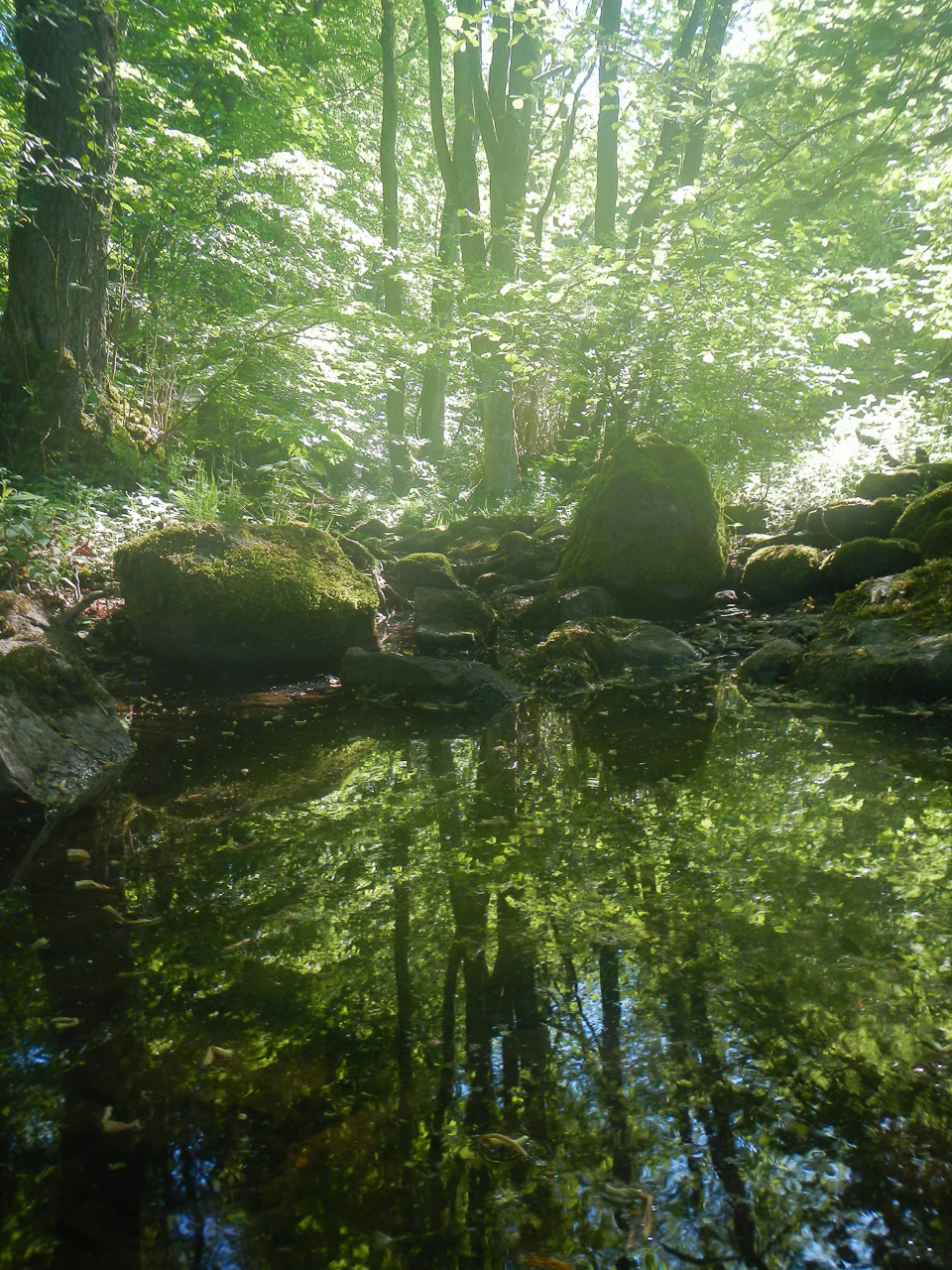 A small, still pool of water in a forest, reflecting the dense canopy and surrounding tree trunks, with mossy rocks positioned along the water's edge.