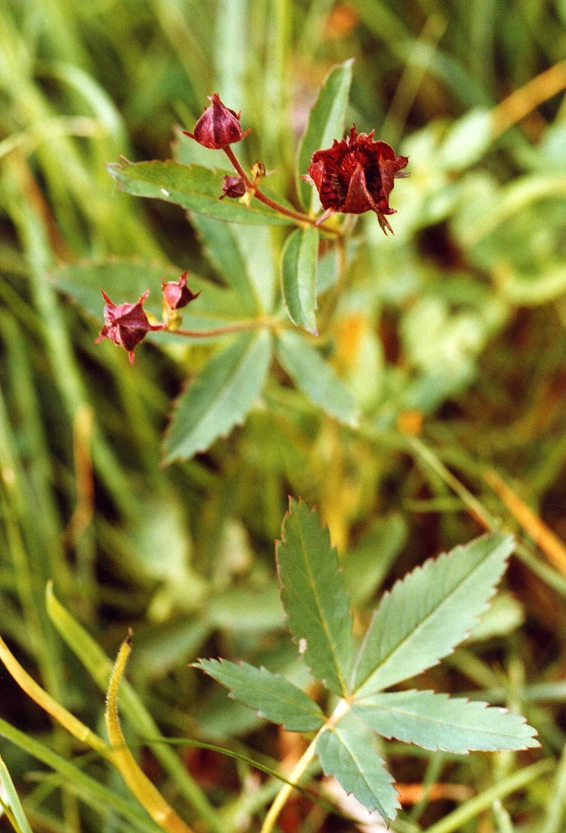 A close-up photograph of marsh cinquefoil plants with dark red, star-shaped flower buds and serrated green leaves against a blurry green grassy background.