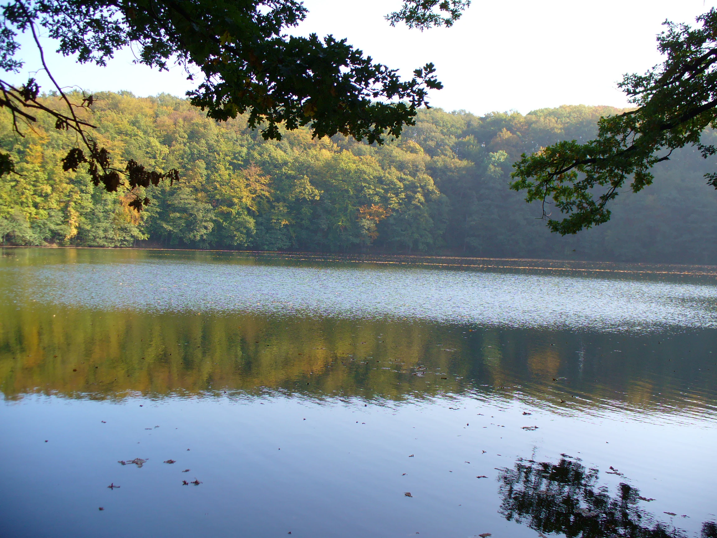 A calm, circular lake surrounded by a dense, leafy deciduous forest with tree branches framing the top of the scene.