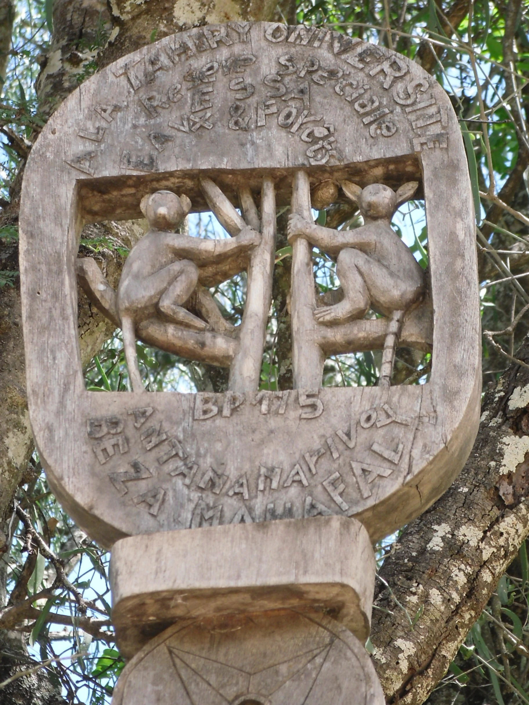 A close-up, eye-level photograph of a weathered wooden sign carved with the figures of two lemurs climbing trees, with text engraved above and below the figures, attached to a tree trunk.