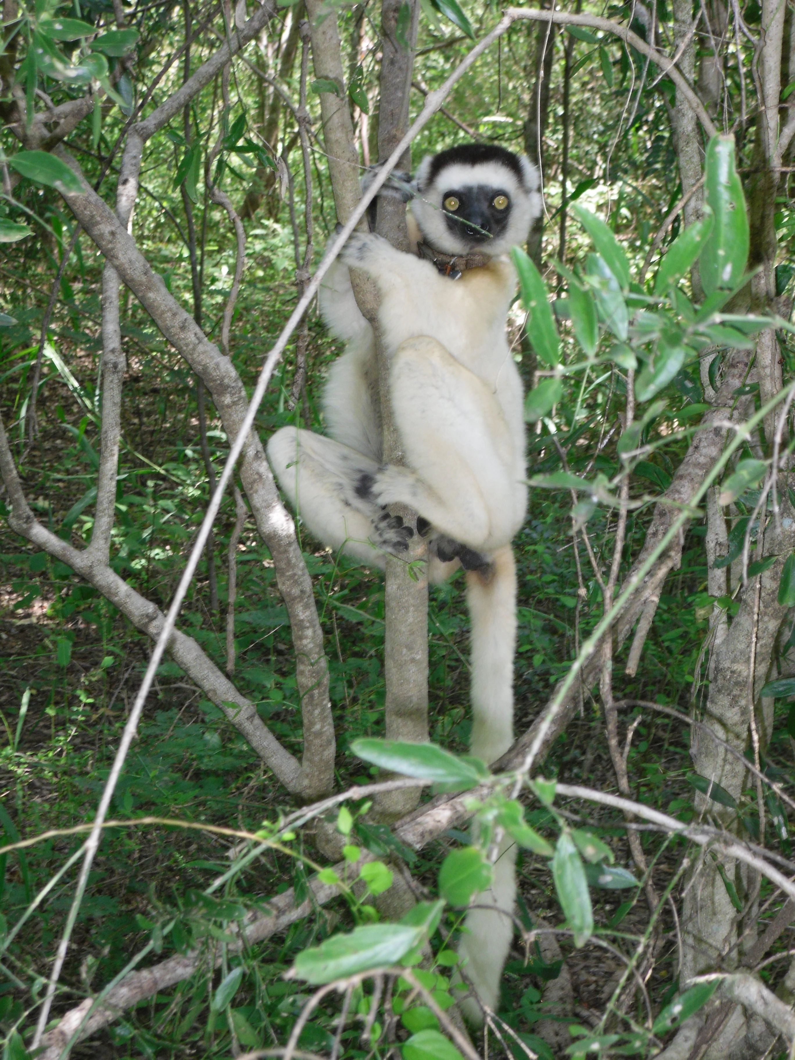 A Verreaux's sifaka lemur with white fur and a dark face clinging vertically to a thin tree trunk inside a forest.