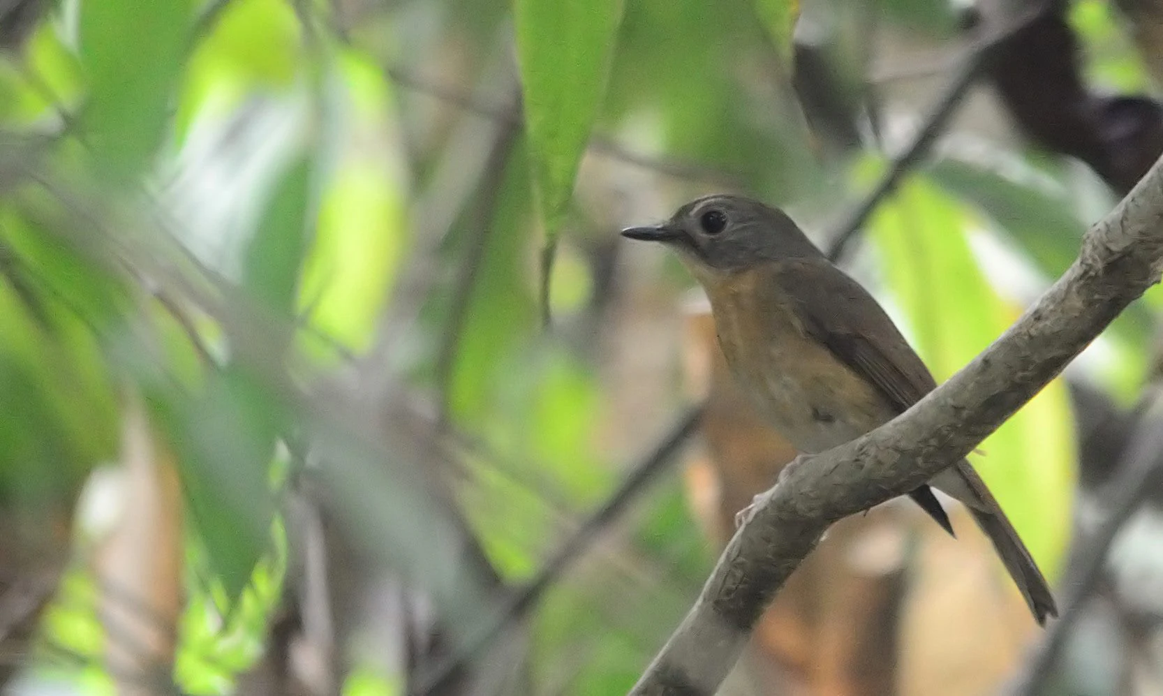 A small, brown, and buff-colored bird with a pale chin perched on a diagonal tree branch surrounded by lush green out-of-focus foliage.