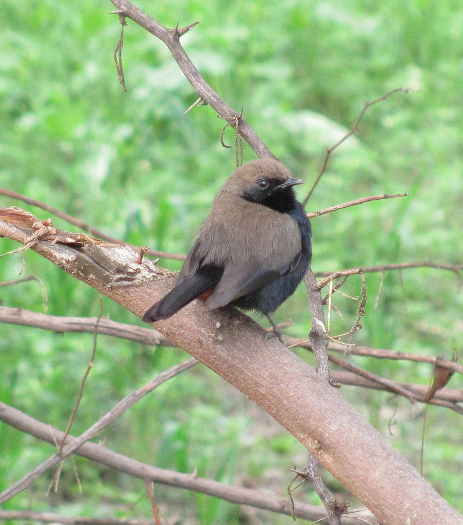A small bird with dark brown and black plumage, identified as an Indian robin, perched on a dry tree branch against a blurred green background.
