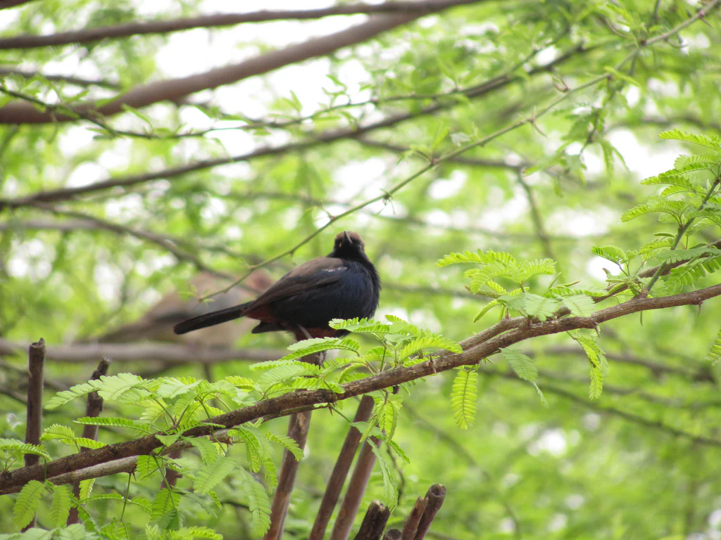 An Indian Robin bird perched on a leafy tree branch at Bhindawas Wildlife Sanctuary.