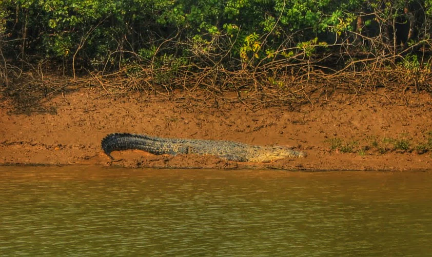A large saltwater crocodile resting on a reddish mud bank along a river channel, with dense mangrove vegetation in the background.