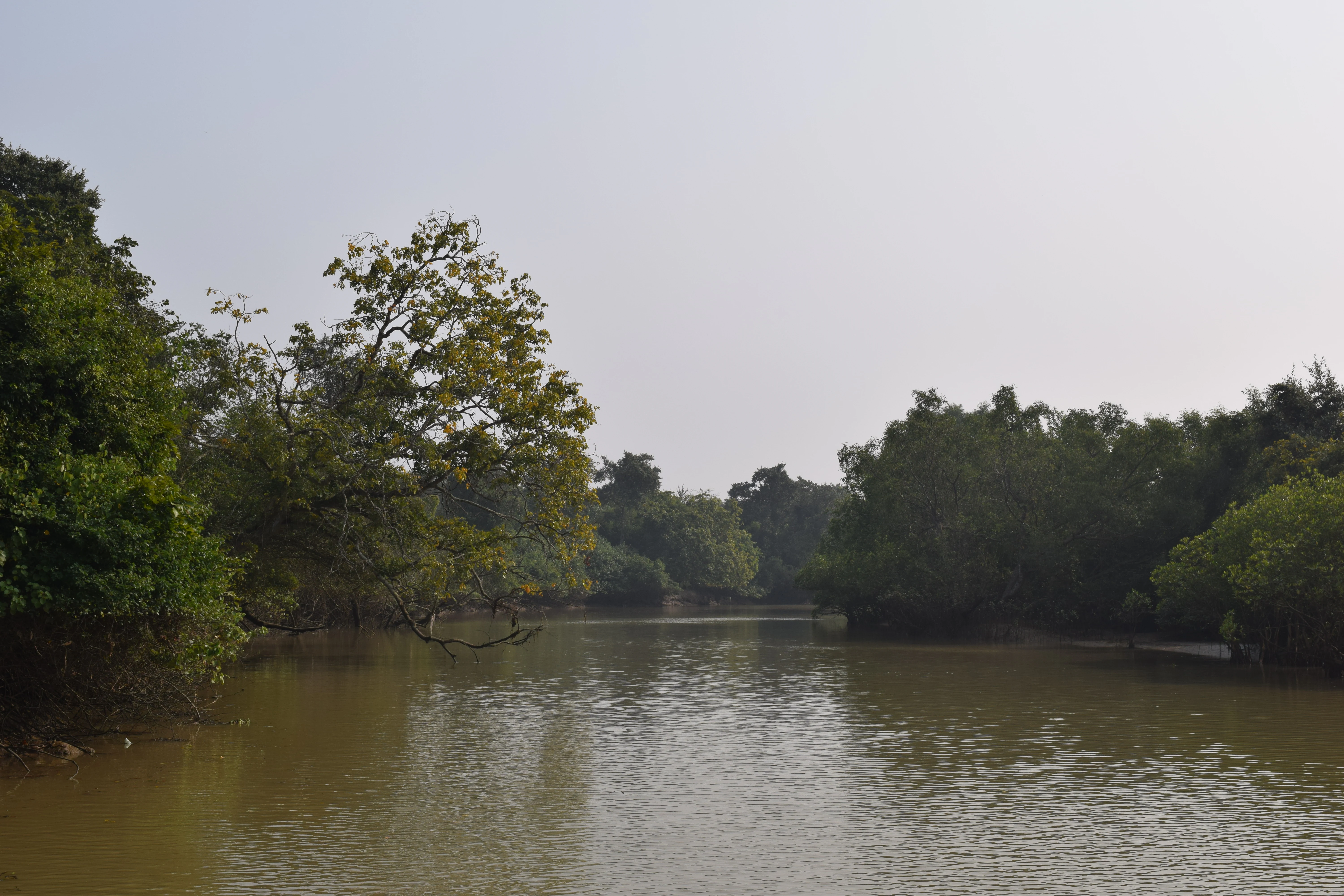 A calm, muddy waterway winds through a dense mangrove forest under a pale sky.