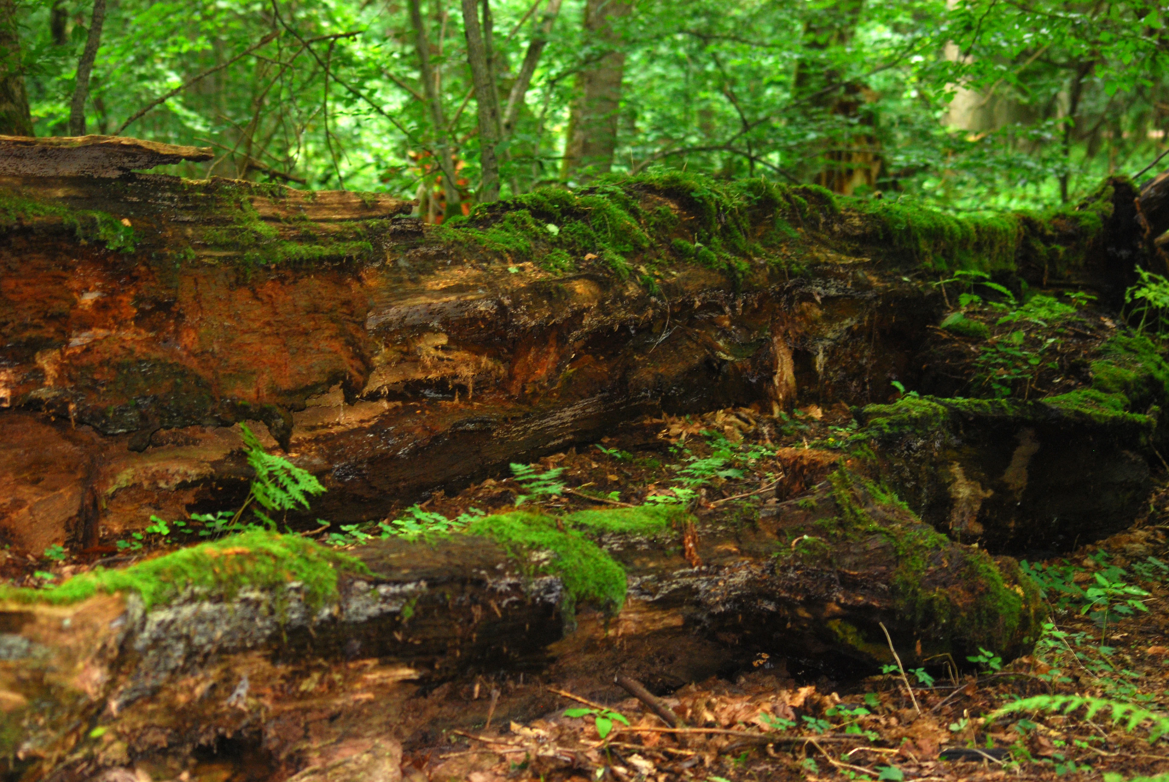 A large, weathered, and decaying tree trunk resting on the forest floor, covered in patches of vibrant green moss and surrounded by dense lush woodland vegetation.