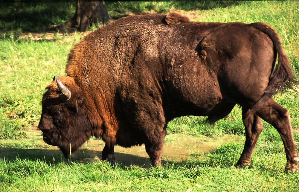 A profile view of a large, brown, shaggy European bison standing and grazing in a grassy field.