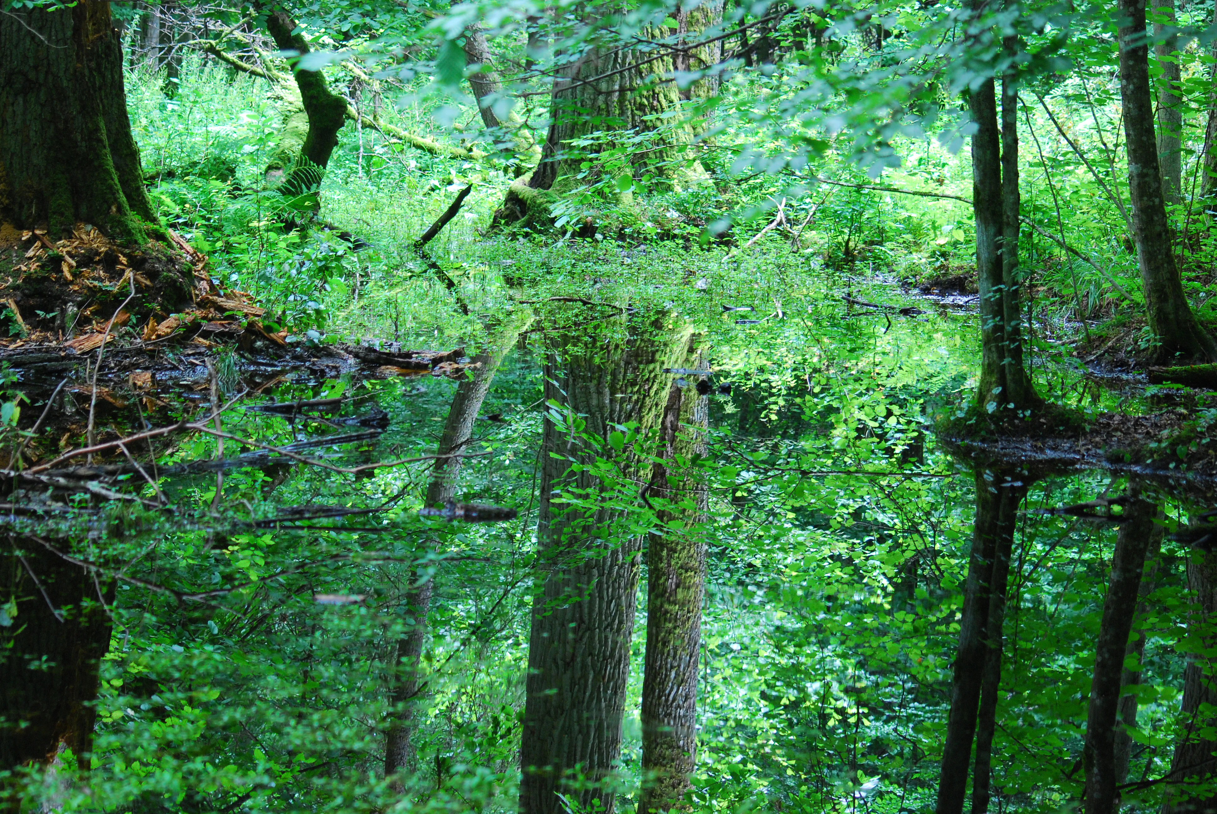 A lush, dense forest scene with tree trunks reflected clearly in a dark, still forest pool.