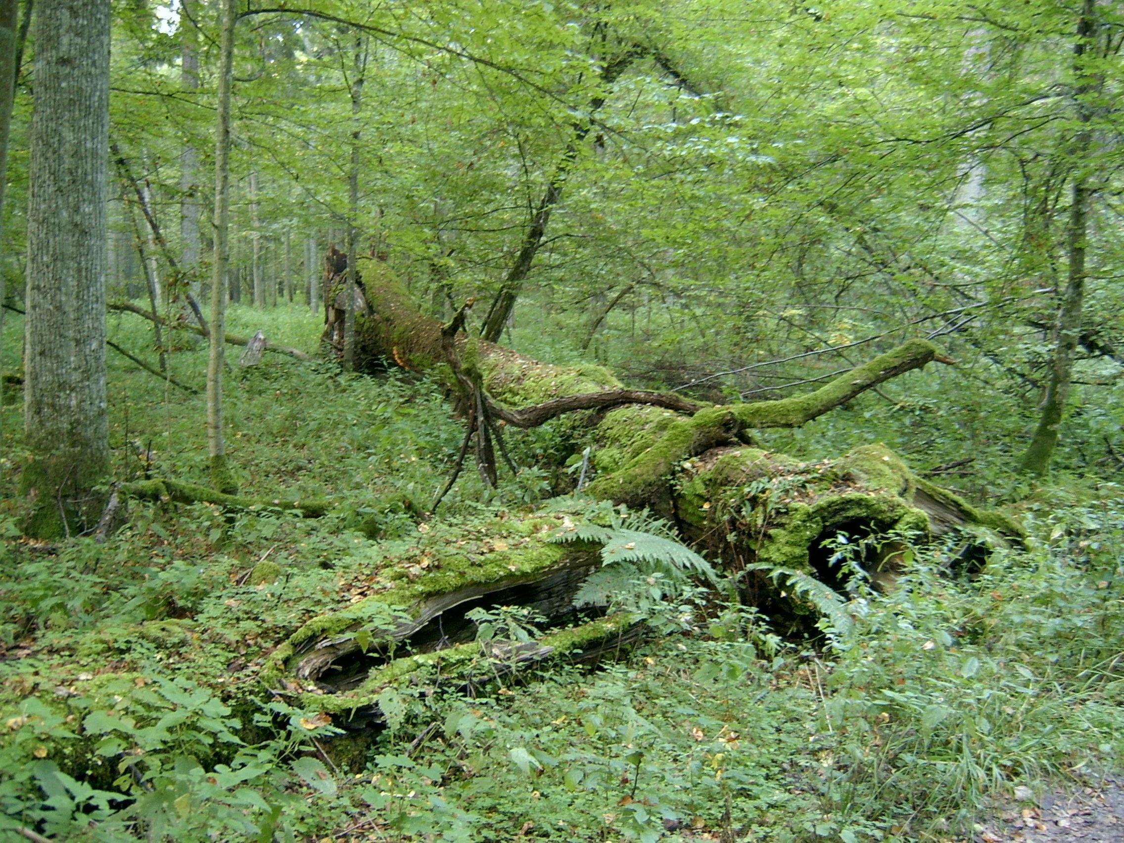 A large, moss-covered decaying tree trunk lying on the ground in a lush green deciduous forest.