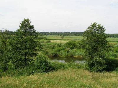 A wide, eye-level view of a lush green wetland landscape featuring a small stream, surrounded by tall grasses, shrubs, and scattered deciduous trees with a forest line in the distance under a pale sky.