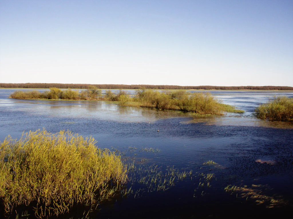 Wide landscape view of the Biebrza River floodplains featuring islands of low-lying shrubs and tall grasses surrounded by shallow, calm water under a clear sky.