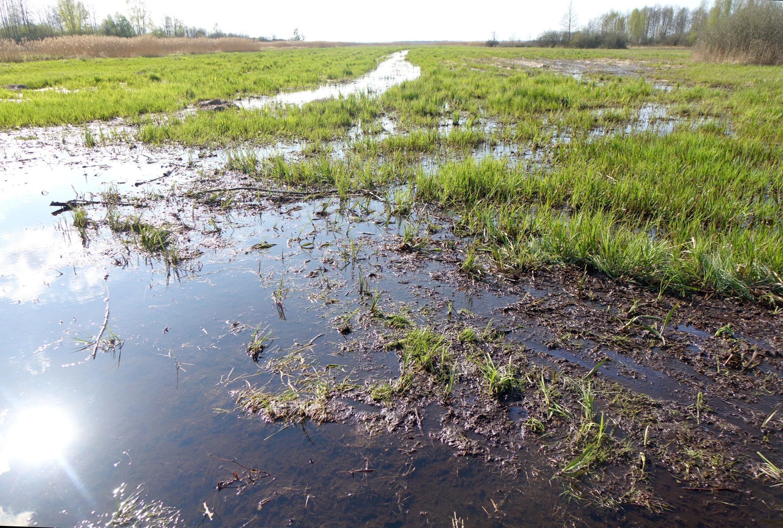 A wide view of a bright green, flooded marshland or wet meadow with standing water and patches of mud reflecting the sky.