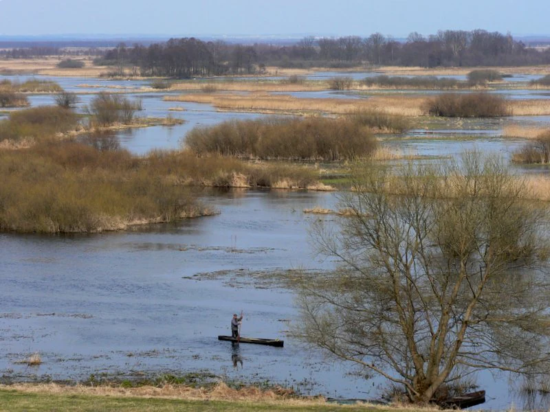 Wide view of Biebrza river with wetland marshes, a person standing on a small wooden platform in the water, and leafless trees in foreground