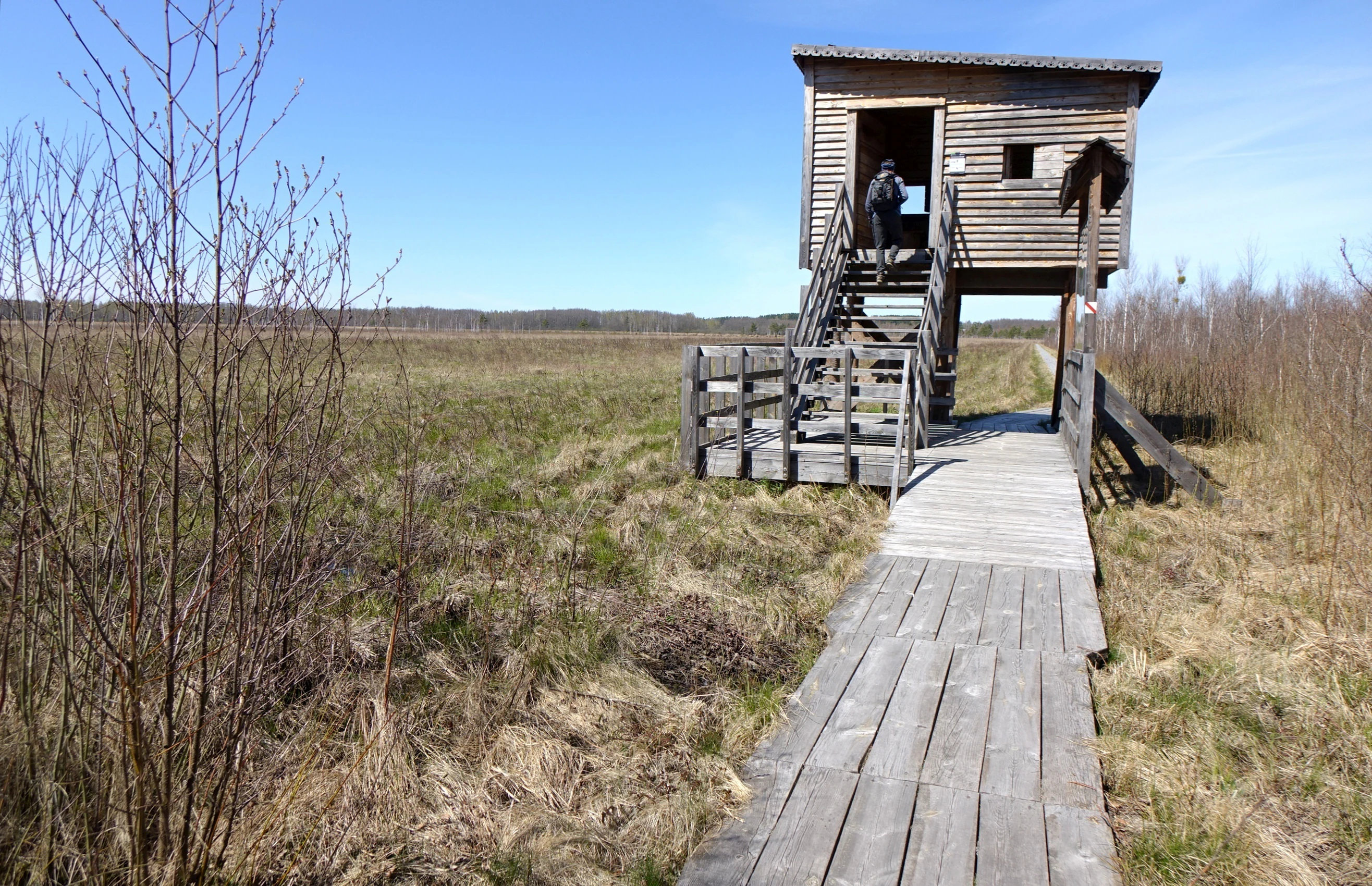 Wooden observation tower on stilts with a boardwalk leading to it, surrounded by wetland vegetation under a clear blue sky