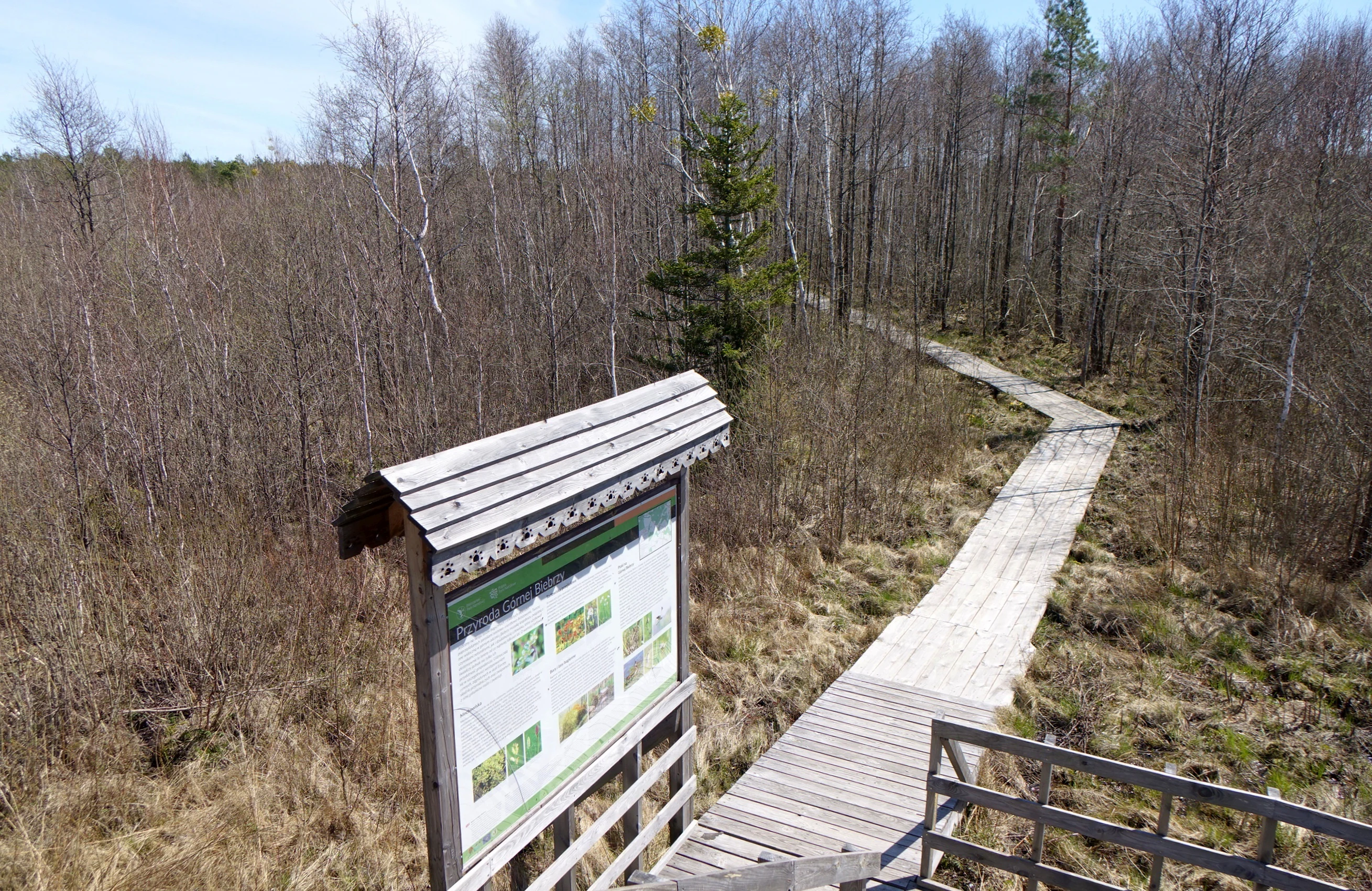 Wooden boardwalk trail with informational signboard in a forested wetland area