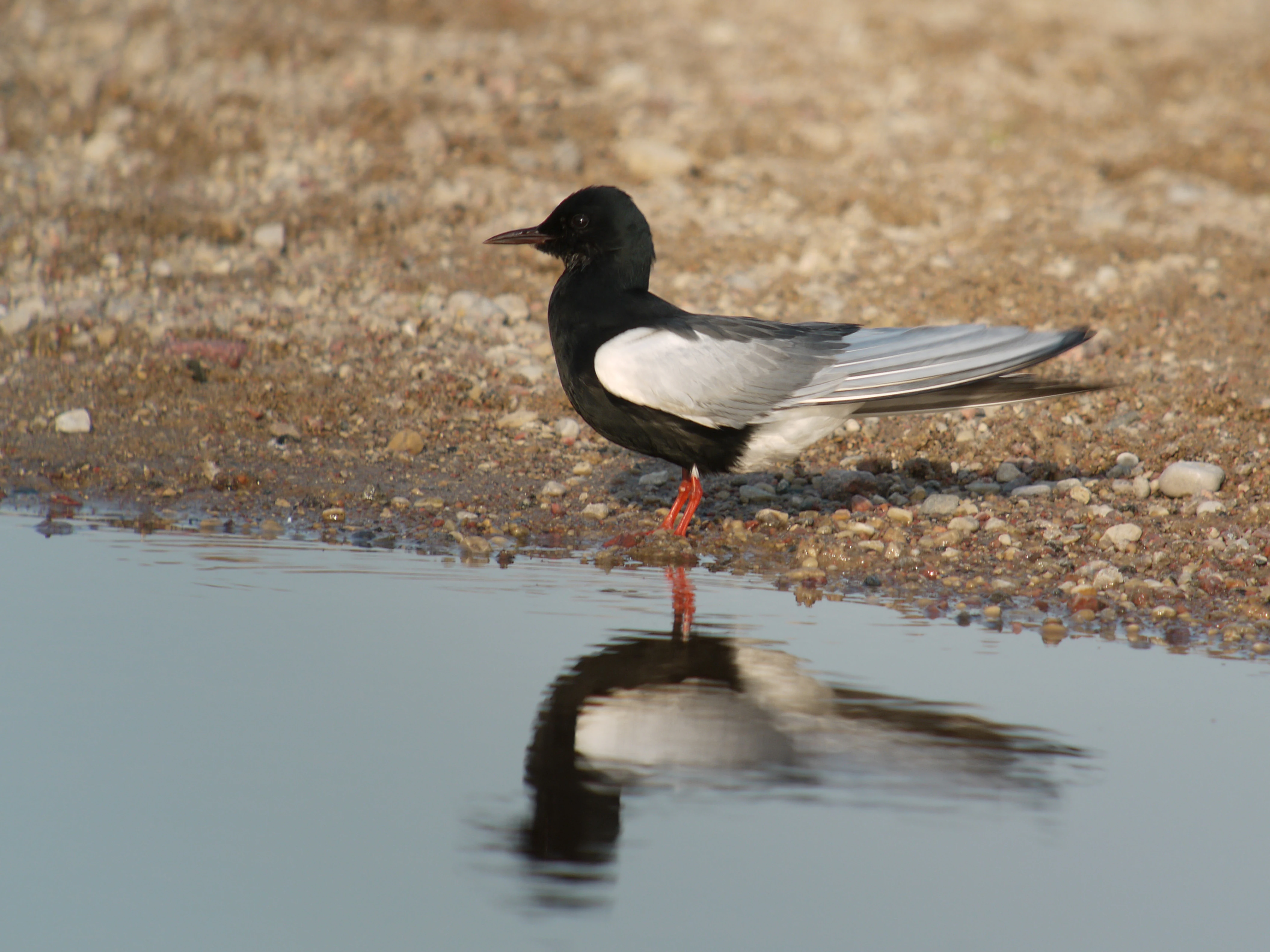 White-winged tern with black head and body, white wings, and orange legs standing in shallow water with reflection
