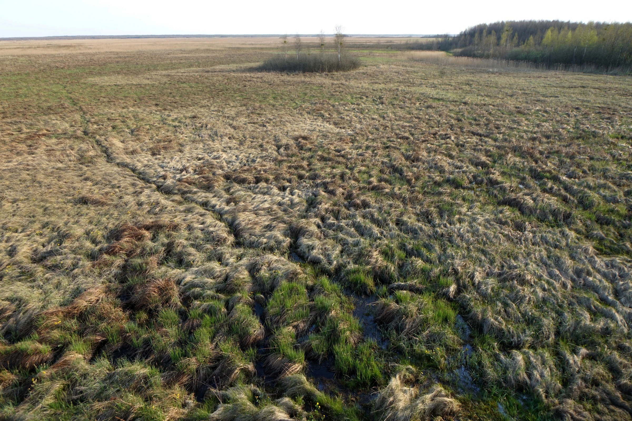 Aerial view of a vast wetland with patches of water, grasses, and low vegetation extending toward the horizon with a distant tree line