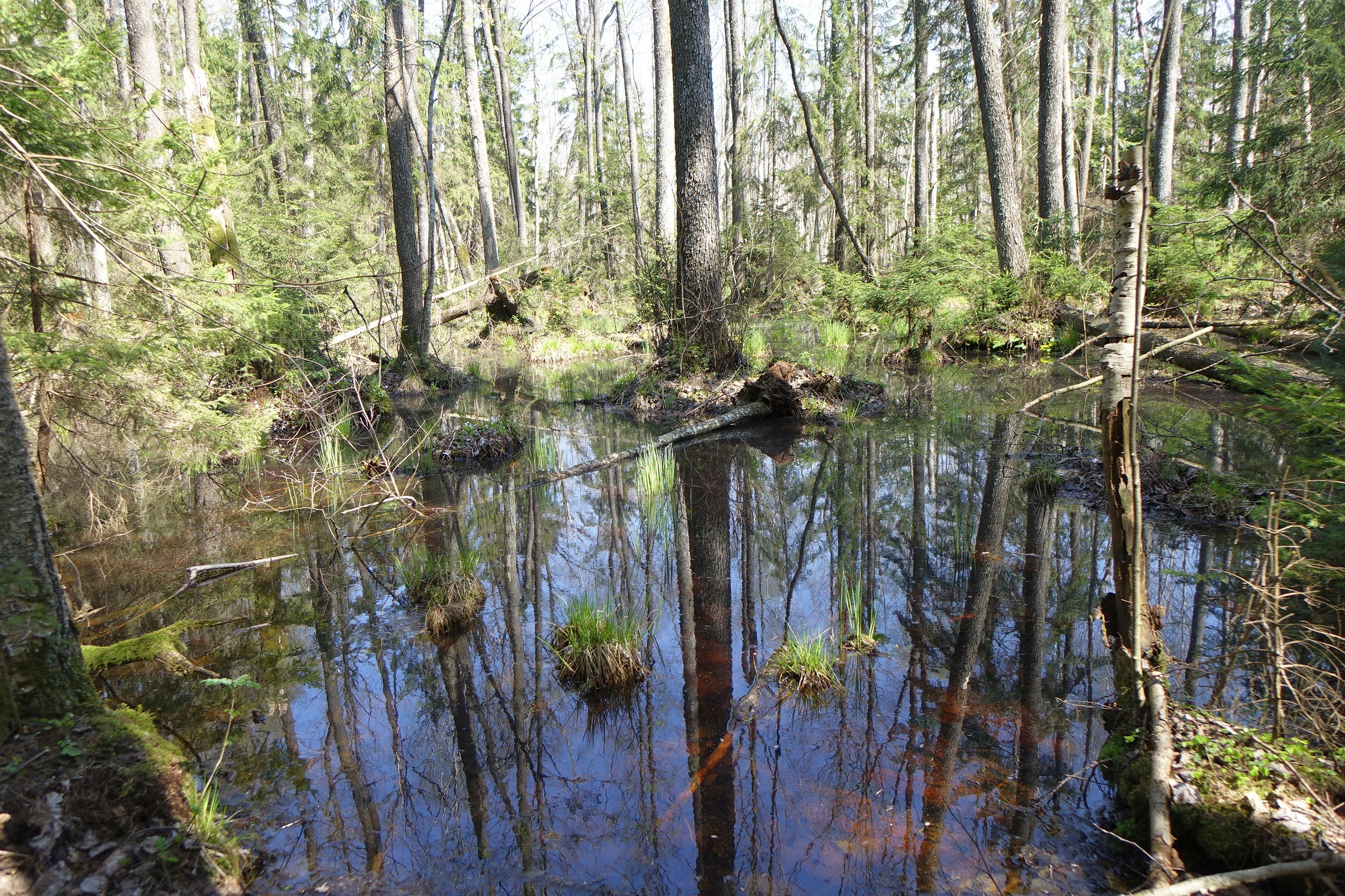 Calm wetland reflecting tall trees surrounded by forest vegetation with aquatic plants