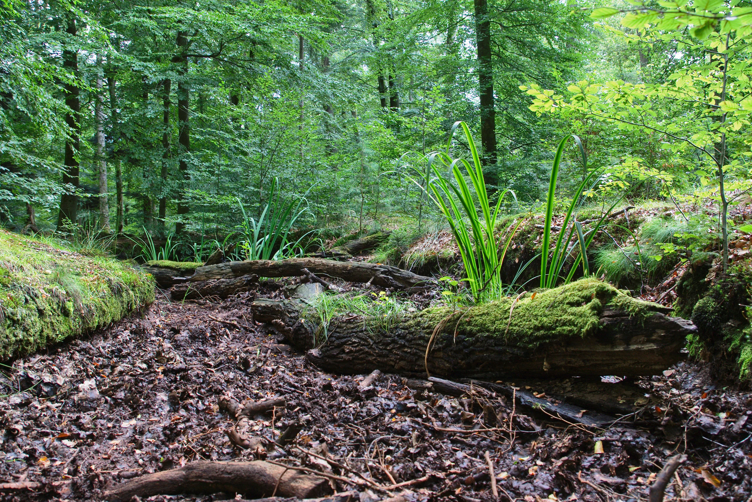 A dried out creek bed covered with dead leaves and fallen logs, surrounded by a lush green forest with mossy vegetation and tall grass growing within the stream channel.