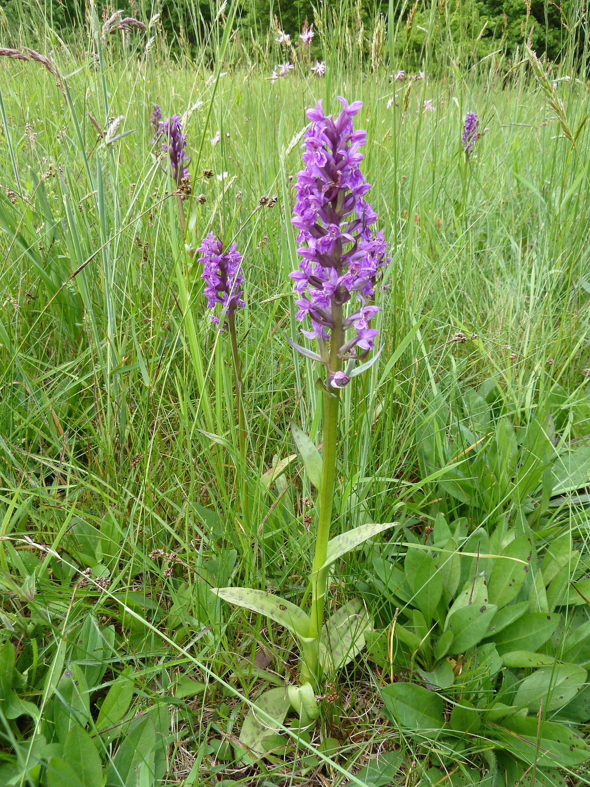 A group of vibrant purple Broad-leaved marsh orchid flowers growing in a lush green meadow.