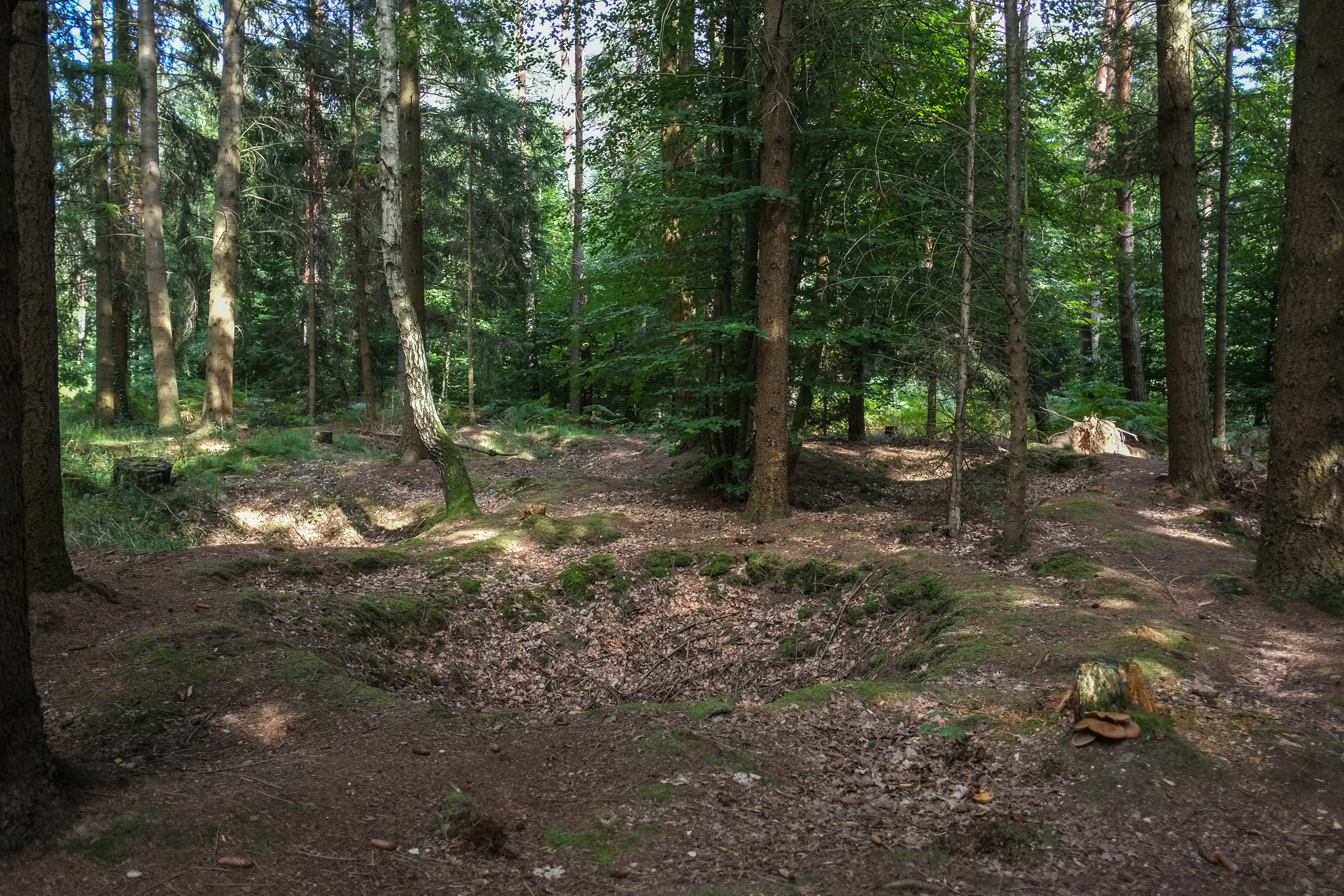 A forest floor showing historical earthwork remnants including circular pits and depressions under tall trees.