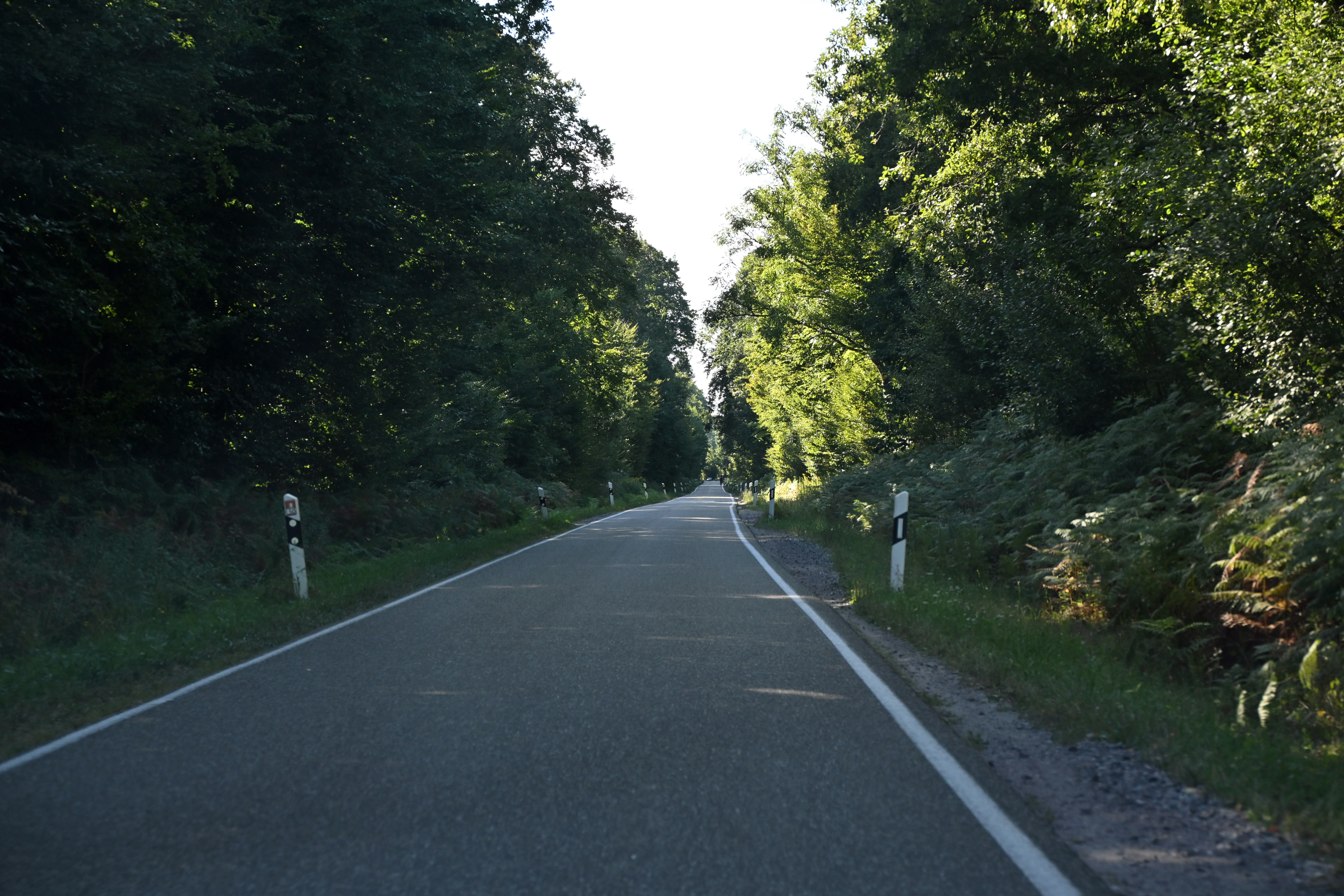 A paved road stretches into the distance, lined on both sides by dense green forest foliage.