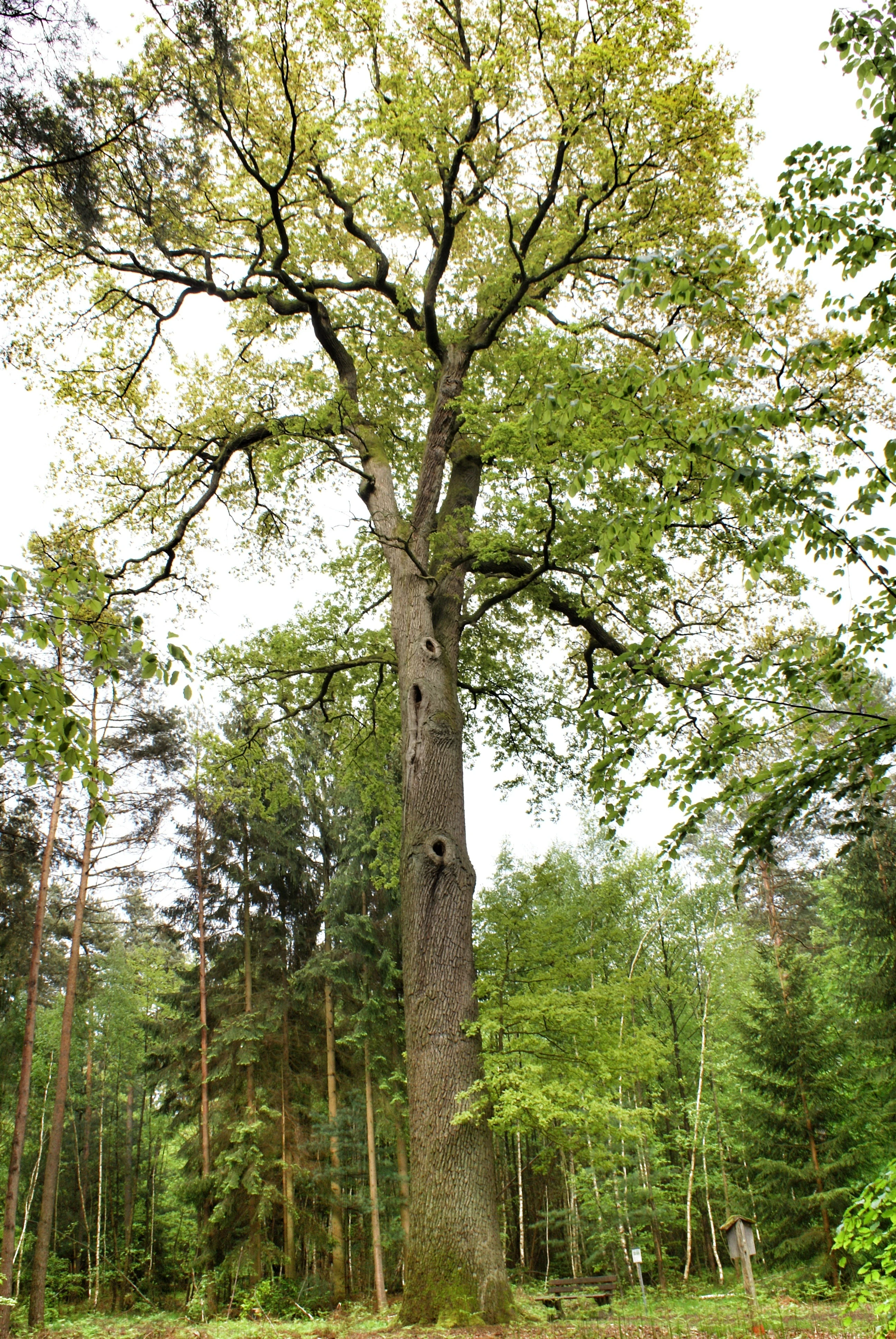 A large, mature oak tree with a tall, thick trunk and spreading branches stands prominently in the middle of a deciduous and coniferous forest.