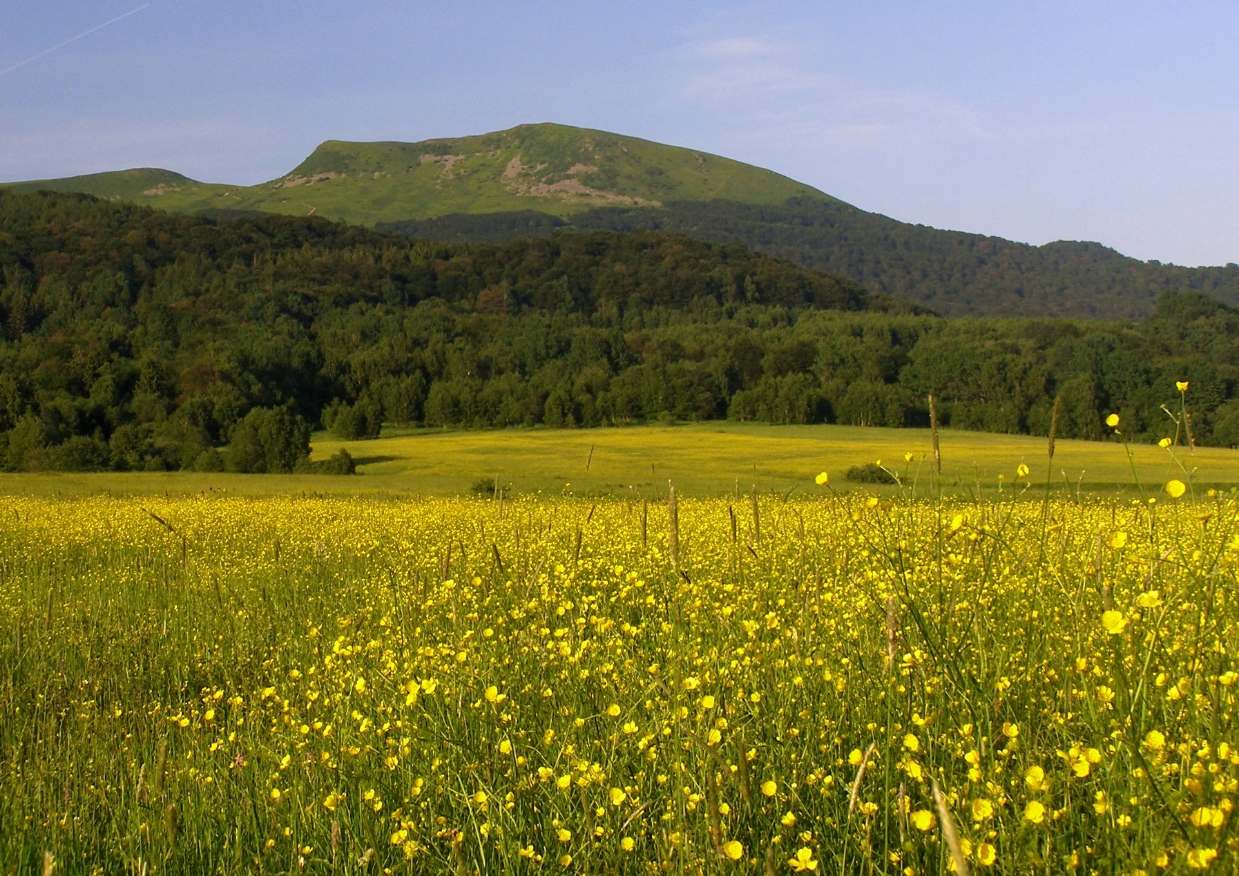 A wide, eye level landscape view of a yellow wildflower meadow in the foreground with a forested, green mountain peak in the background.