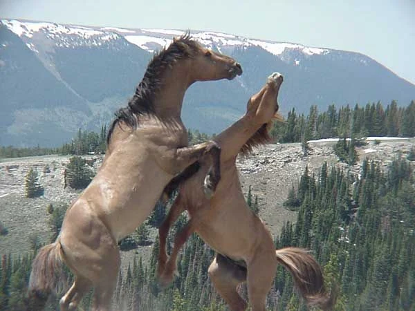 Two tan wild horses rearing up and interacting on a mountainside with snowy peaks in the distance.