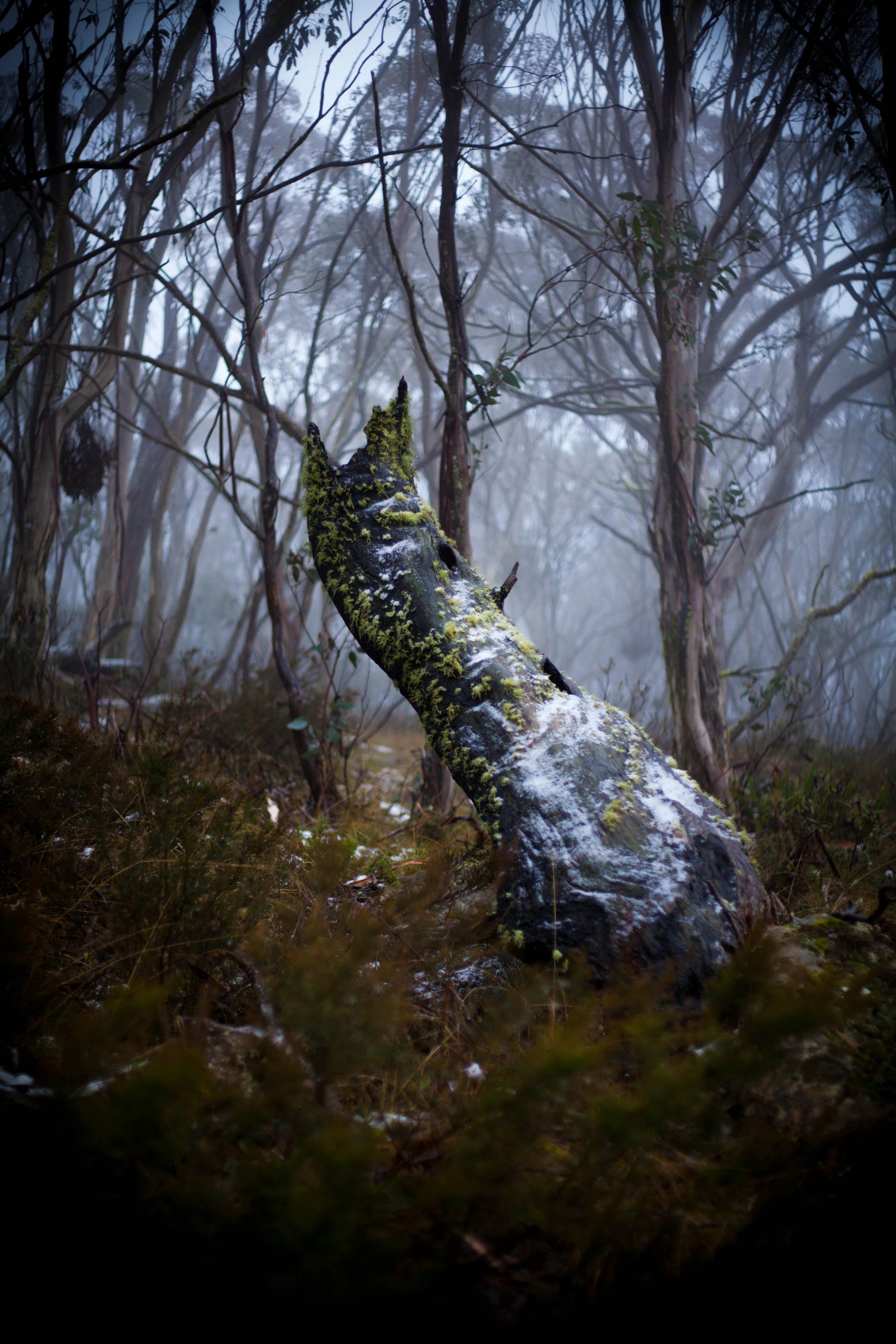 Frozen tree in Bimberi Nature Reserve
