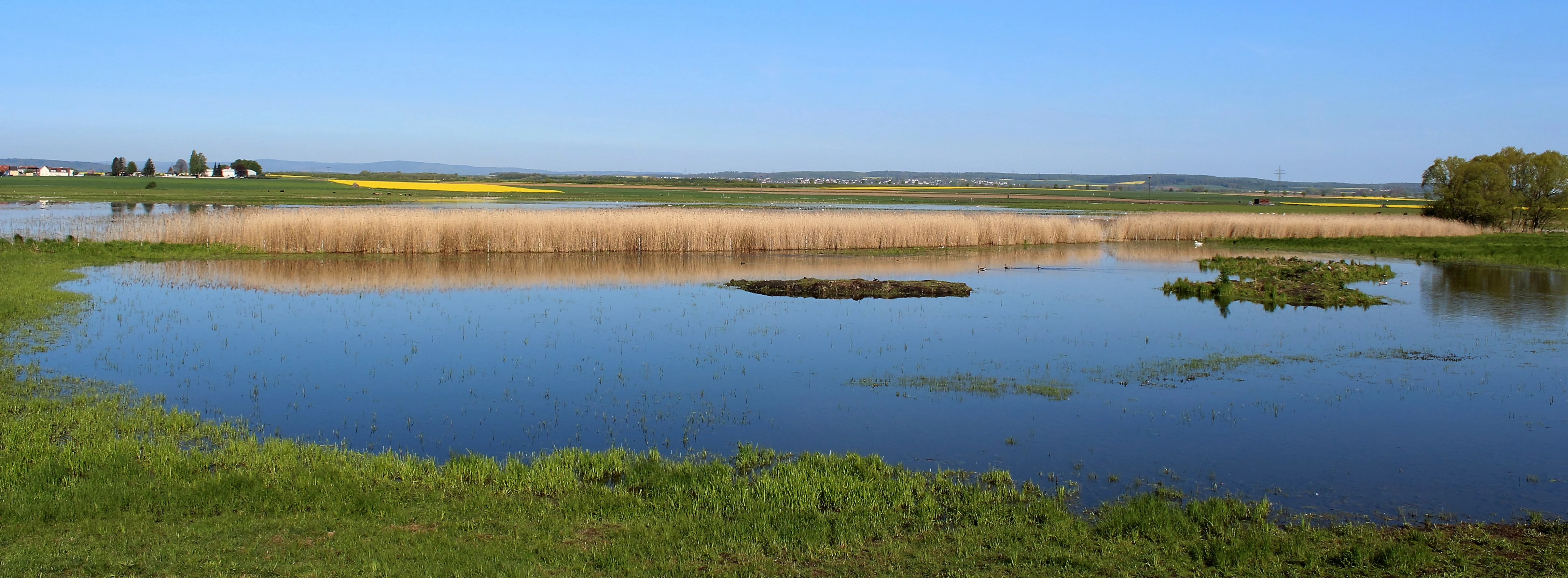 A horizontal landscape view of a marshy wetland area with a large pond in the foreground, surrounded by reeds, green grass, and yellow flowering fields under a clear blue sky.