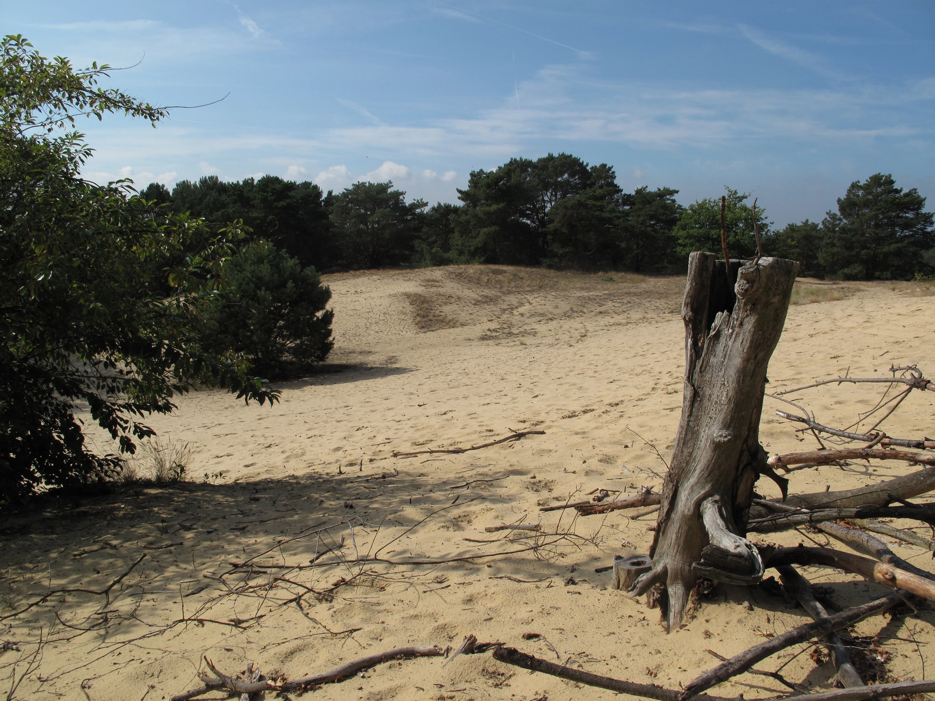 A sandy inland dune landscape with sparse vegetation and a weathered tree stump in the foreground, backed by a line of trees under a blue sky.