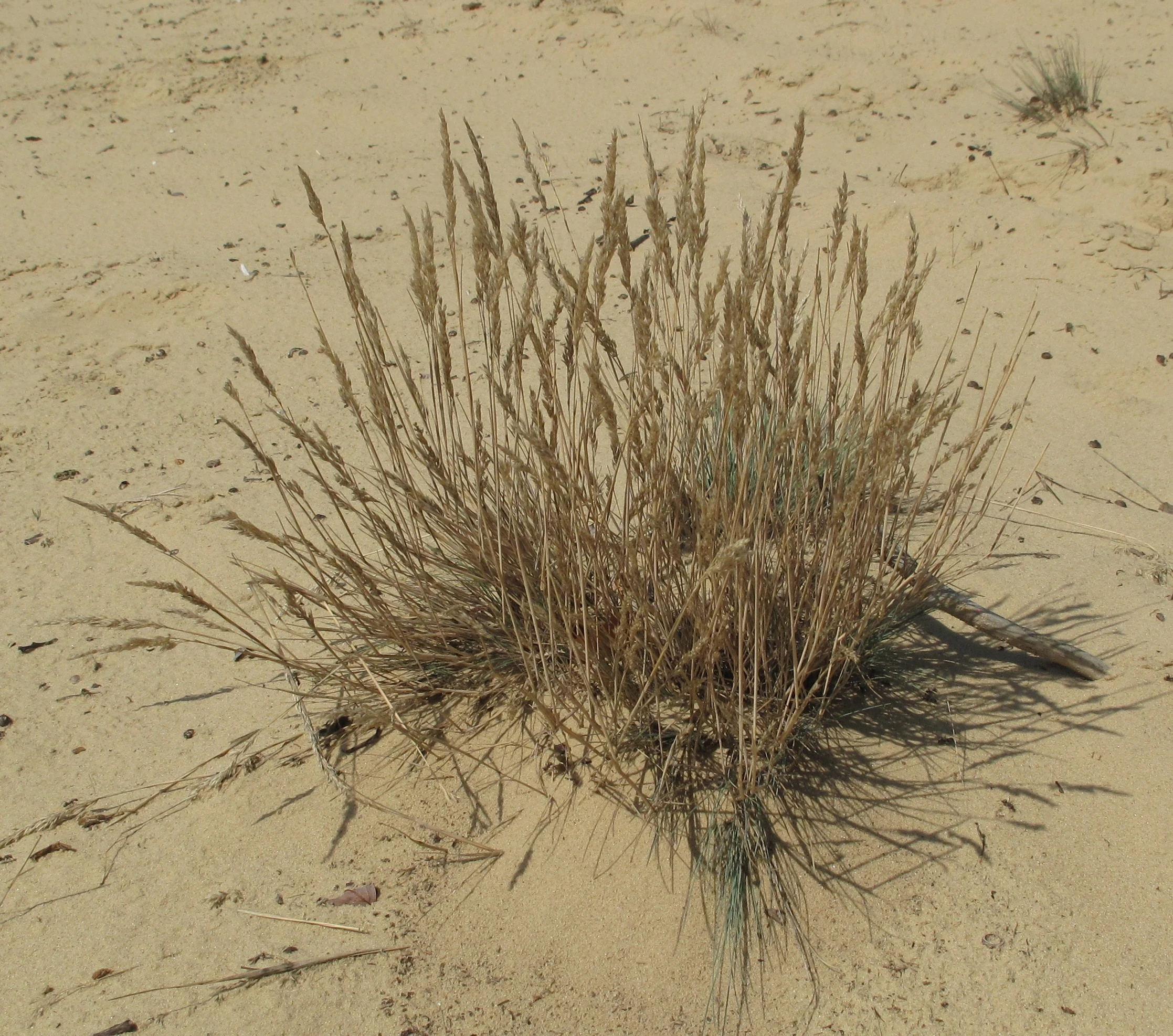 A close up of a single clump of dry, light-brown grass growing in a patch of open tan sand at the Binnendüne Waltersberge nature reserve.