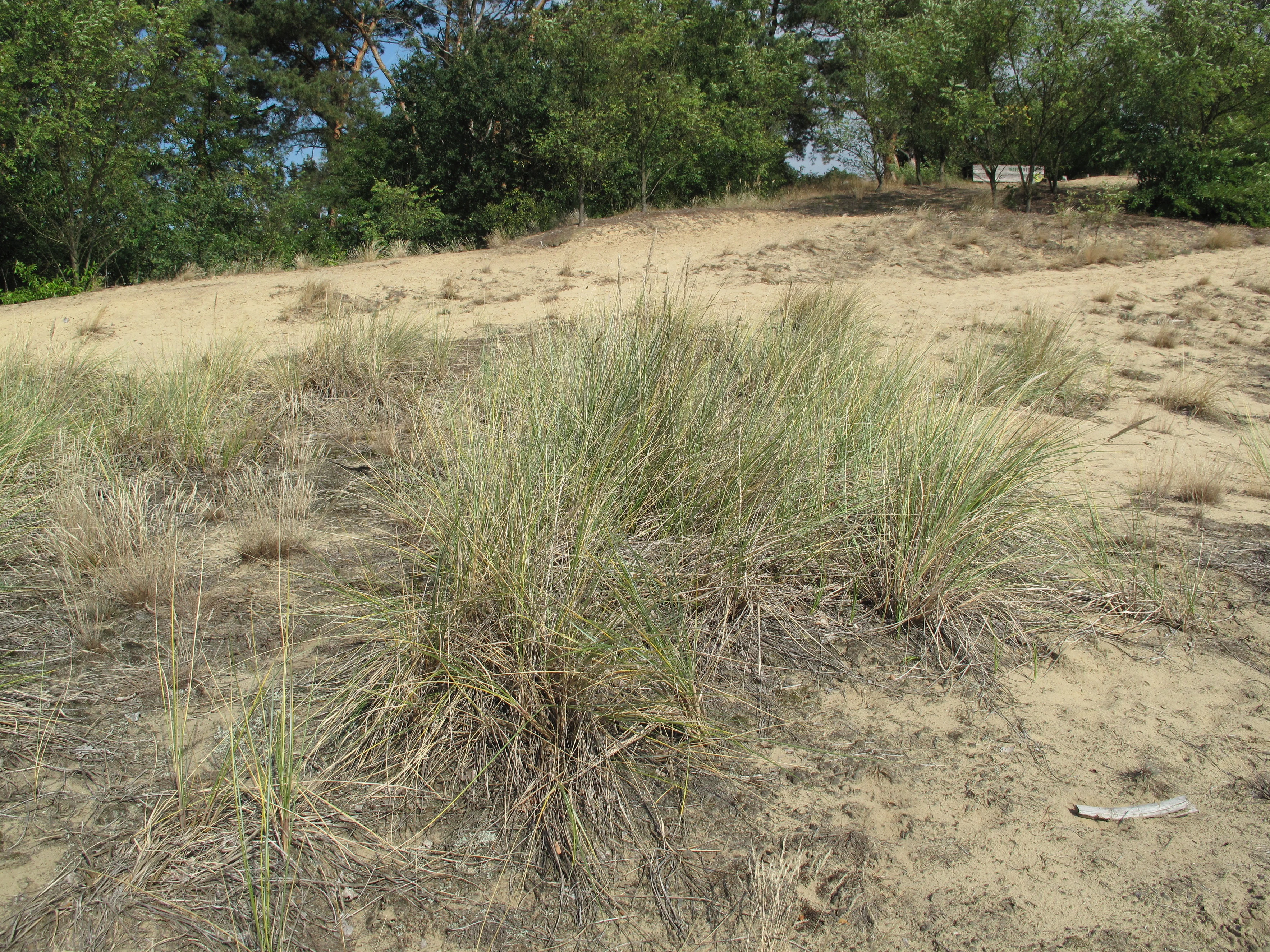 A wide view of an inland dune with sandy soil and clumps of dune grass in the foreground, with trees lining the top of the dune in the background.