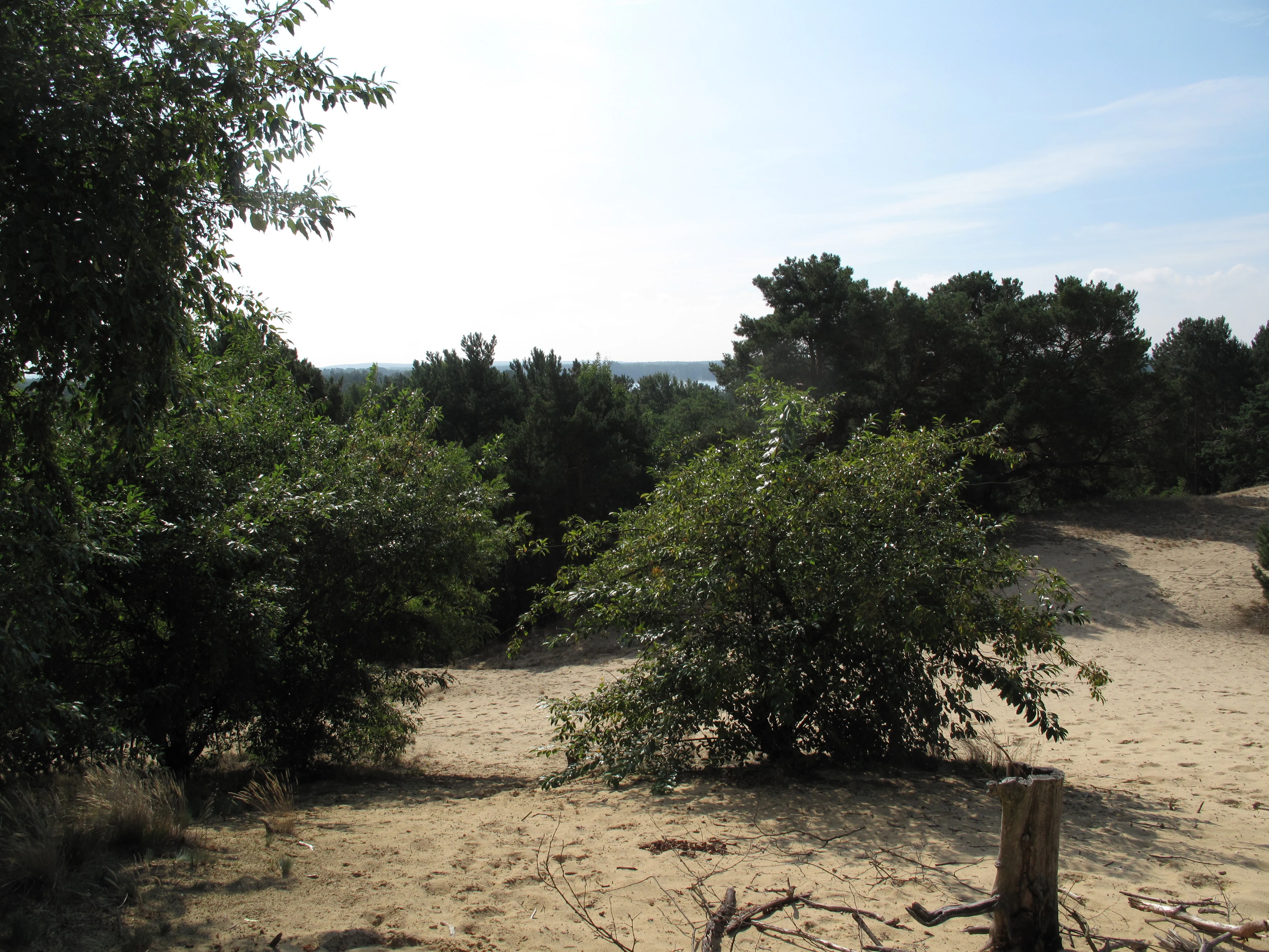 A view of open sandy terrain with scattered shrubs and trees at Binnendüne Waltersberge, Germany.