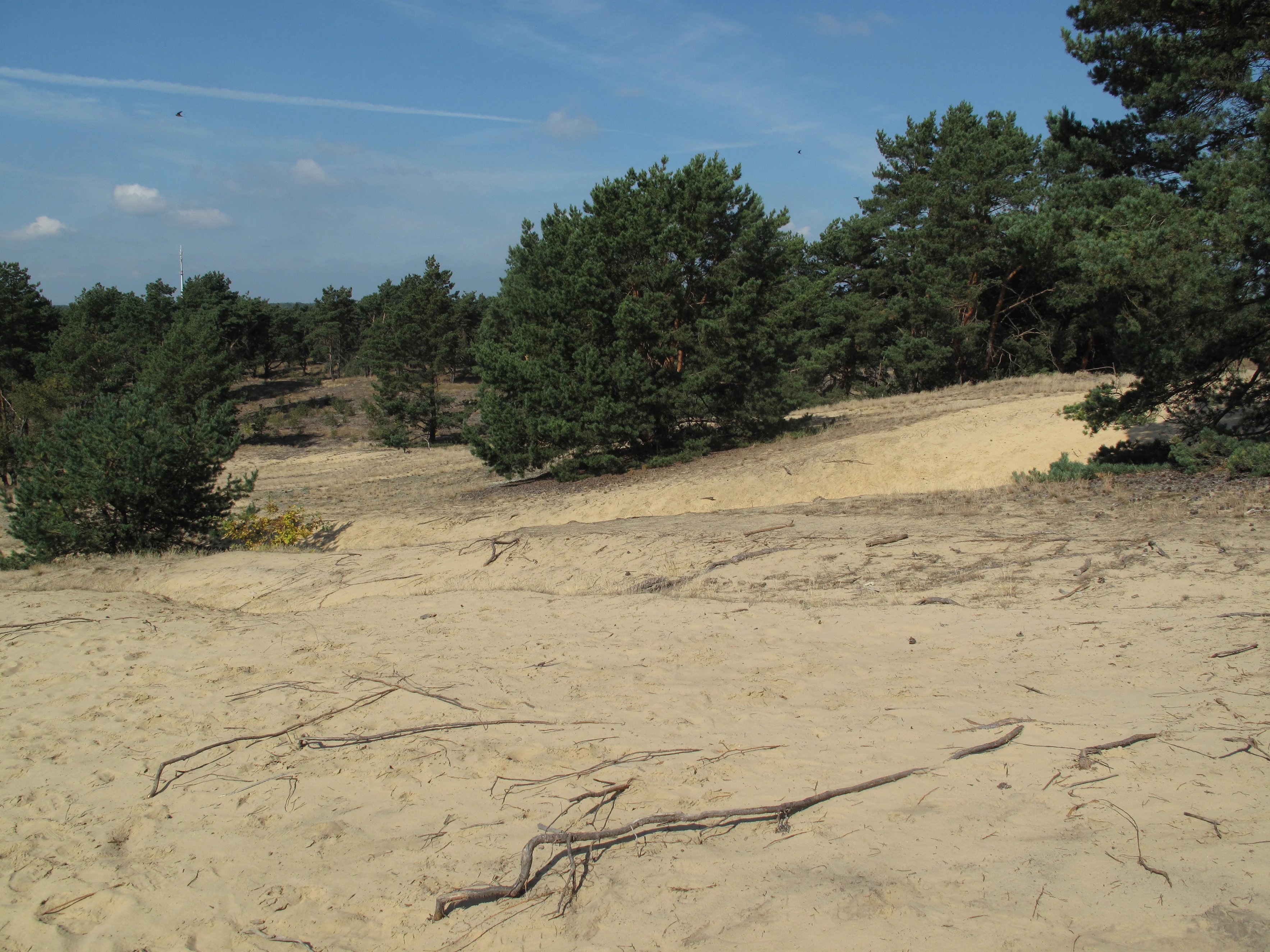 A wide view of an inland sand dune with sparse pine trees and scattered twigs on the sandy ground under a clear blue sky.