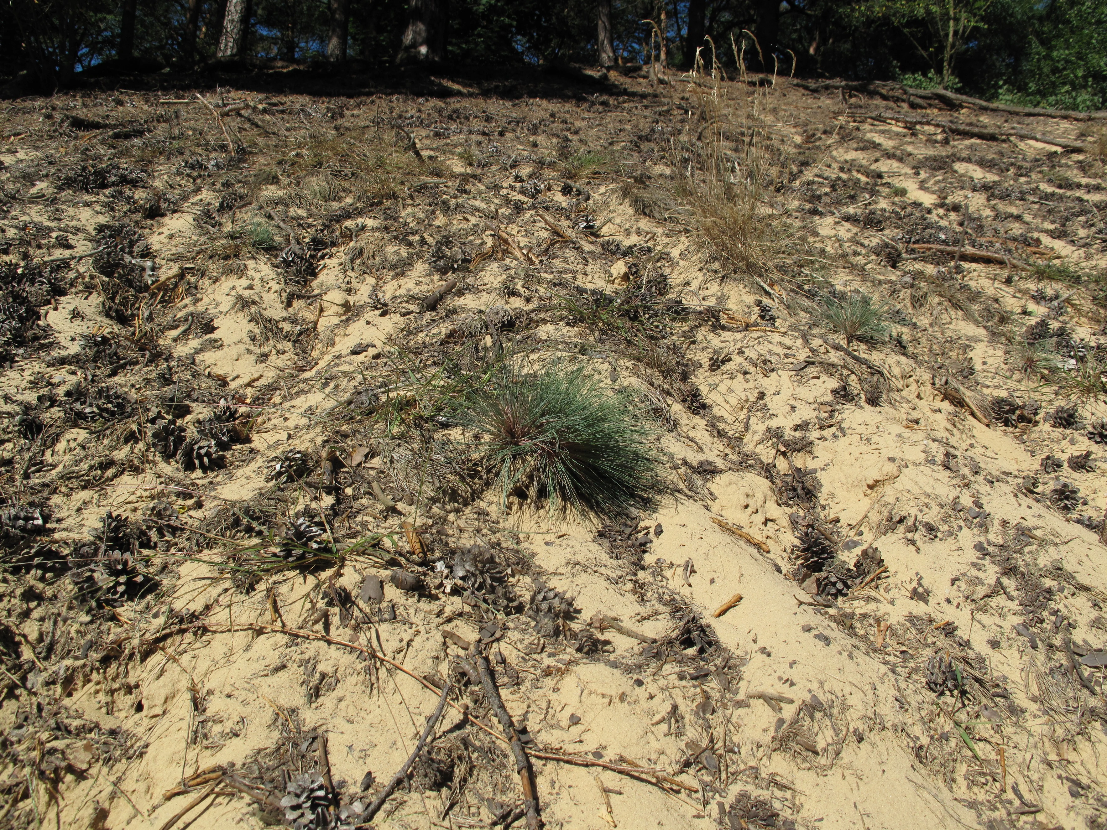 A close-up view of a sandy, textured inland dune slope with sparse grassy vegetation and pine needles at the Binnendüne Waltersberge nature reserve.