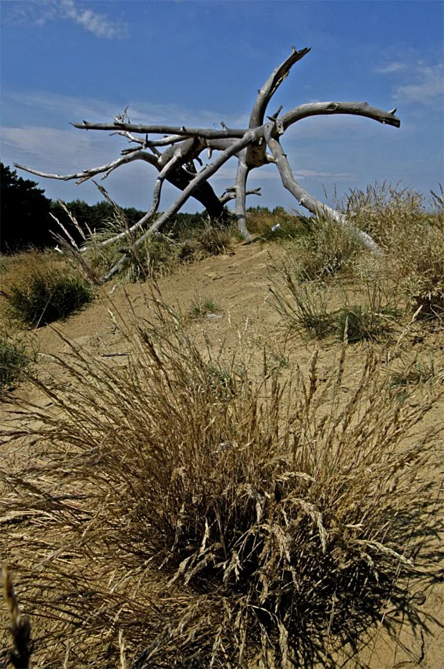 A gnarled, bleached dead tree structure sits on a sandy dune slope with tufts of dry grasses in the foreground and a blue sky in the background.