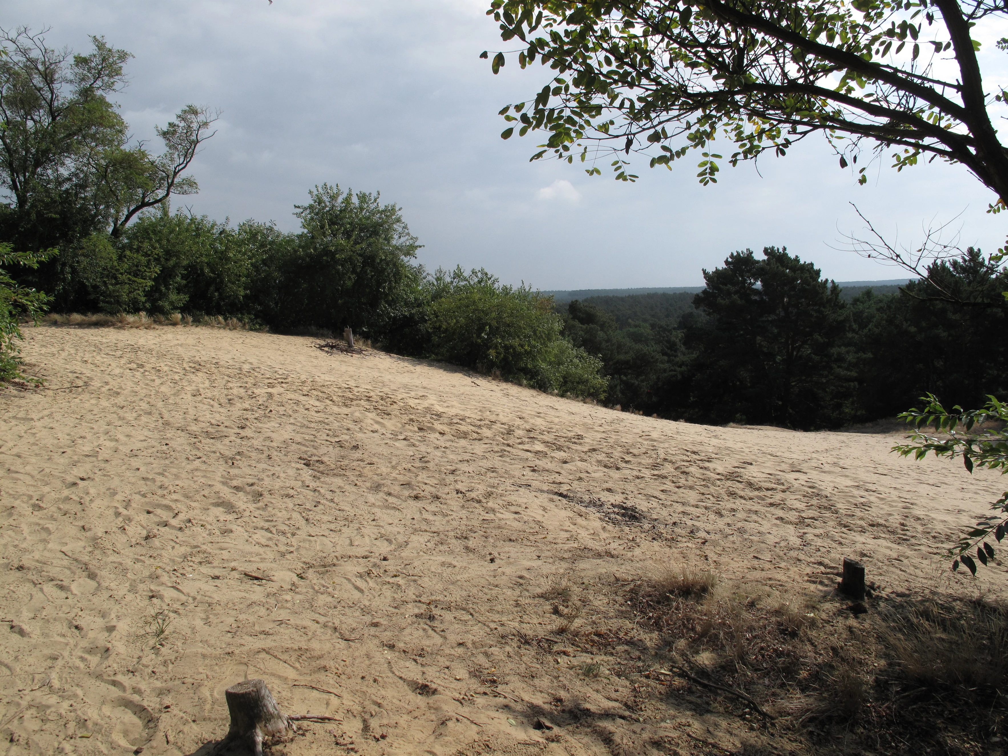 A wide, sandy inland dune at Binnendüne Waltersberge, framed by deciduous and coniferous trees under a cloudy sky.